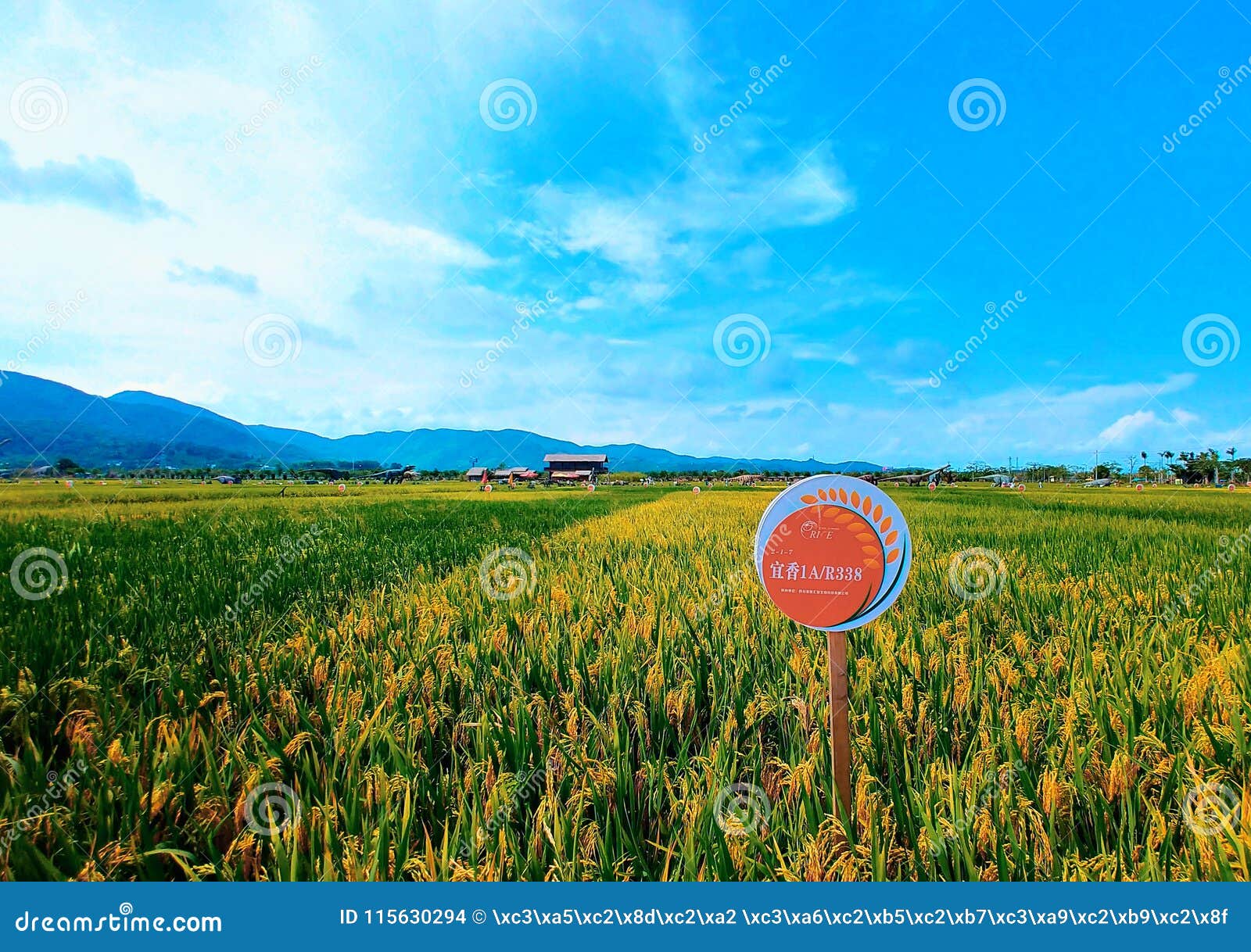 Rice in rice Park editorial stock image. Image of area 115630294