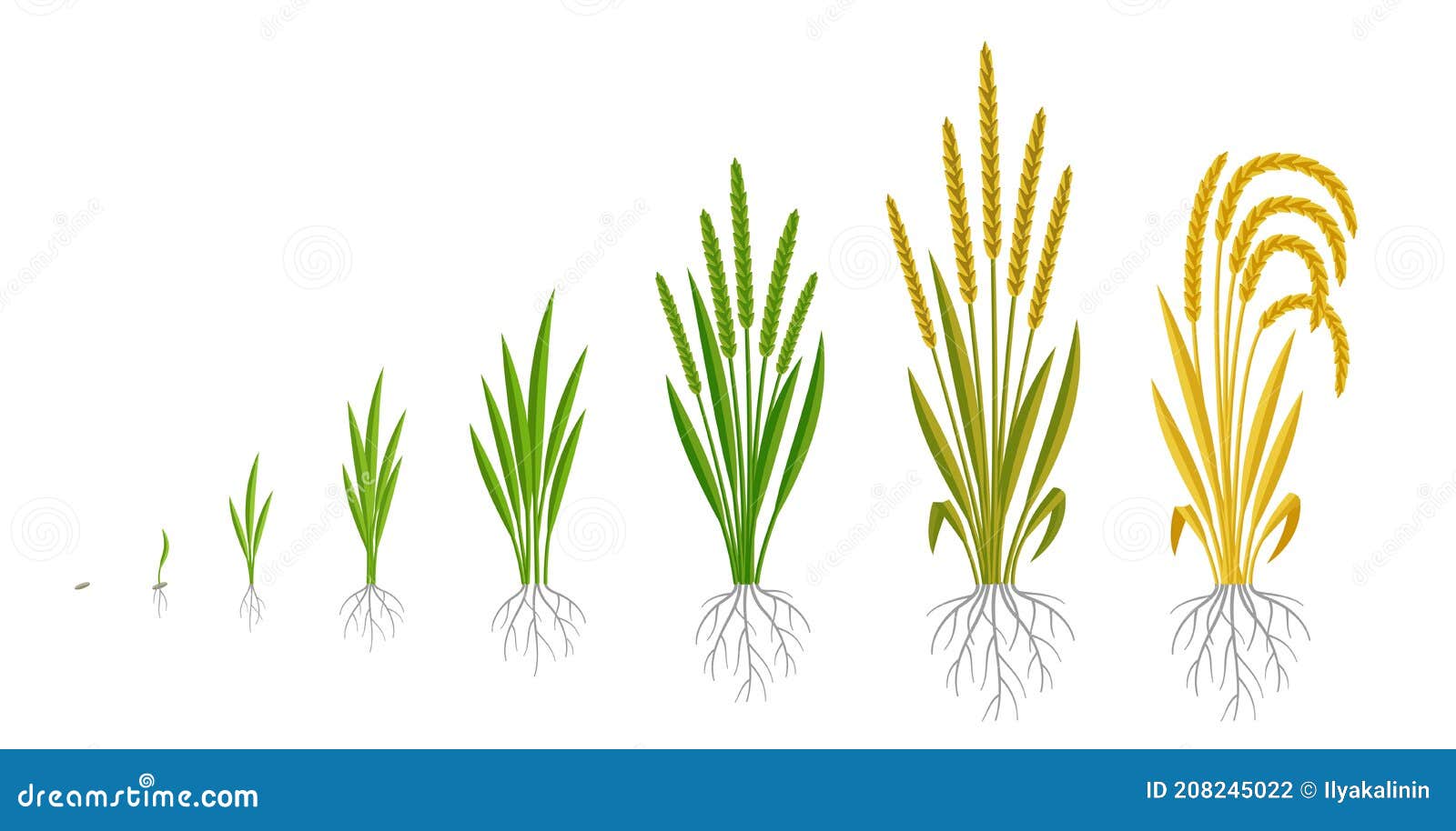 Rice Growth Cycle 5 Step Vector Design CartoonDealer 108805727 rice-growth-cycle-5-step-vector-design-cartoondealer-108805727