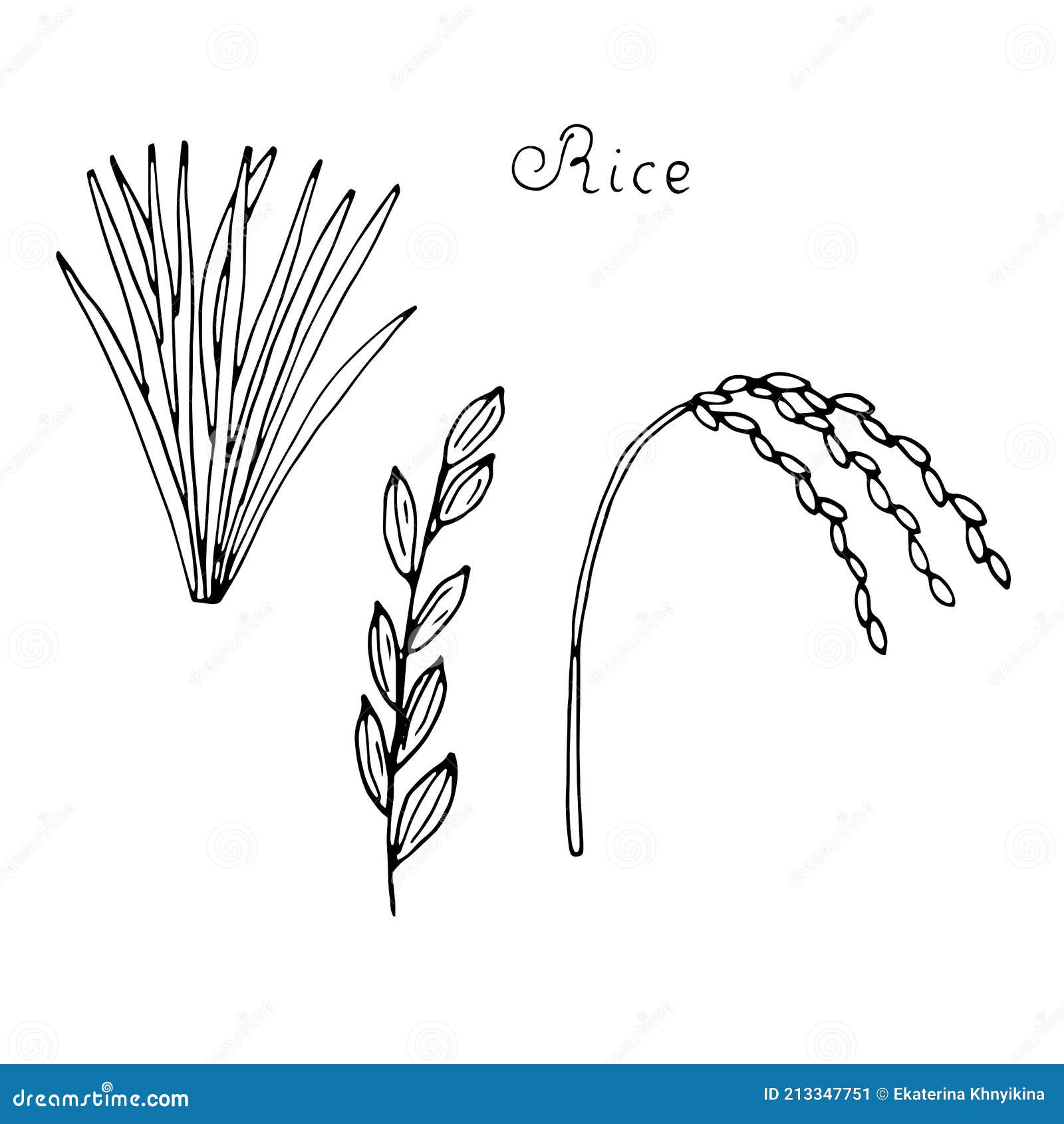 Share 154+ rice crop drawing best