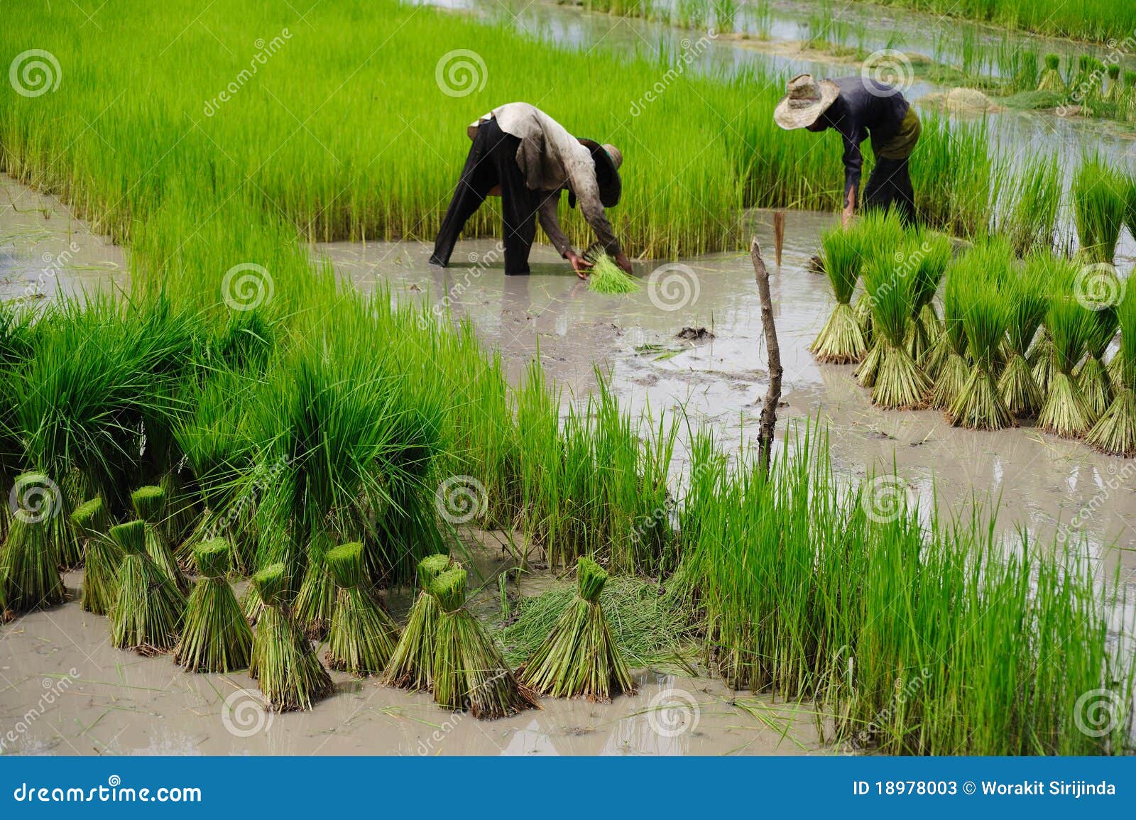 Rice Plantation stock image. Image of asia, thai, field 18978003