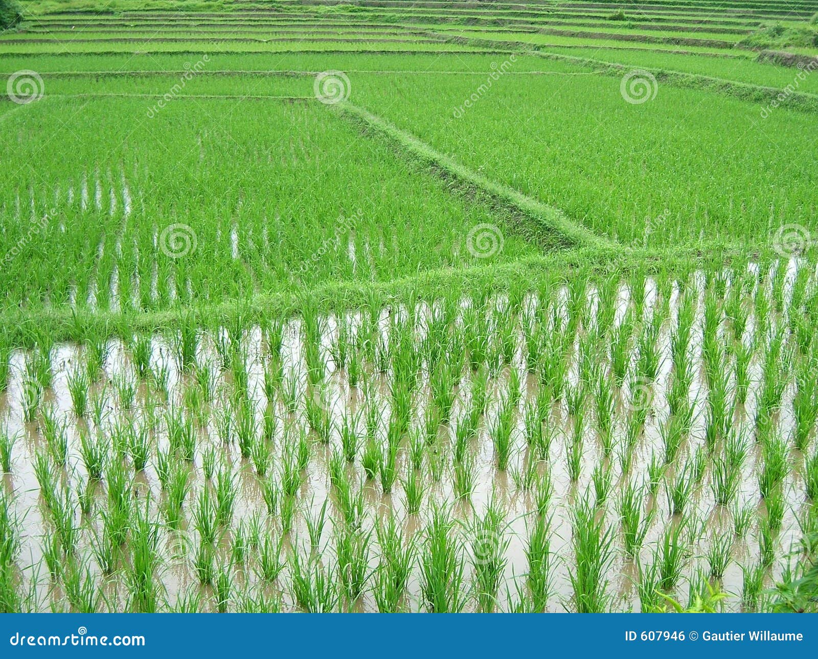 Rice Plantation Royalty Free Stock Image Image 607946