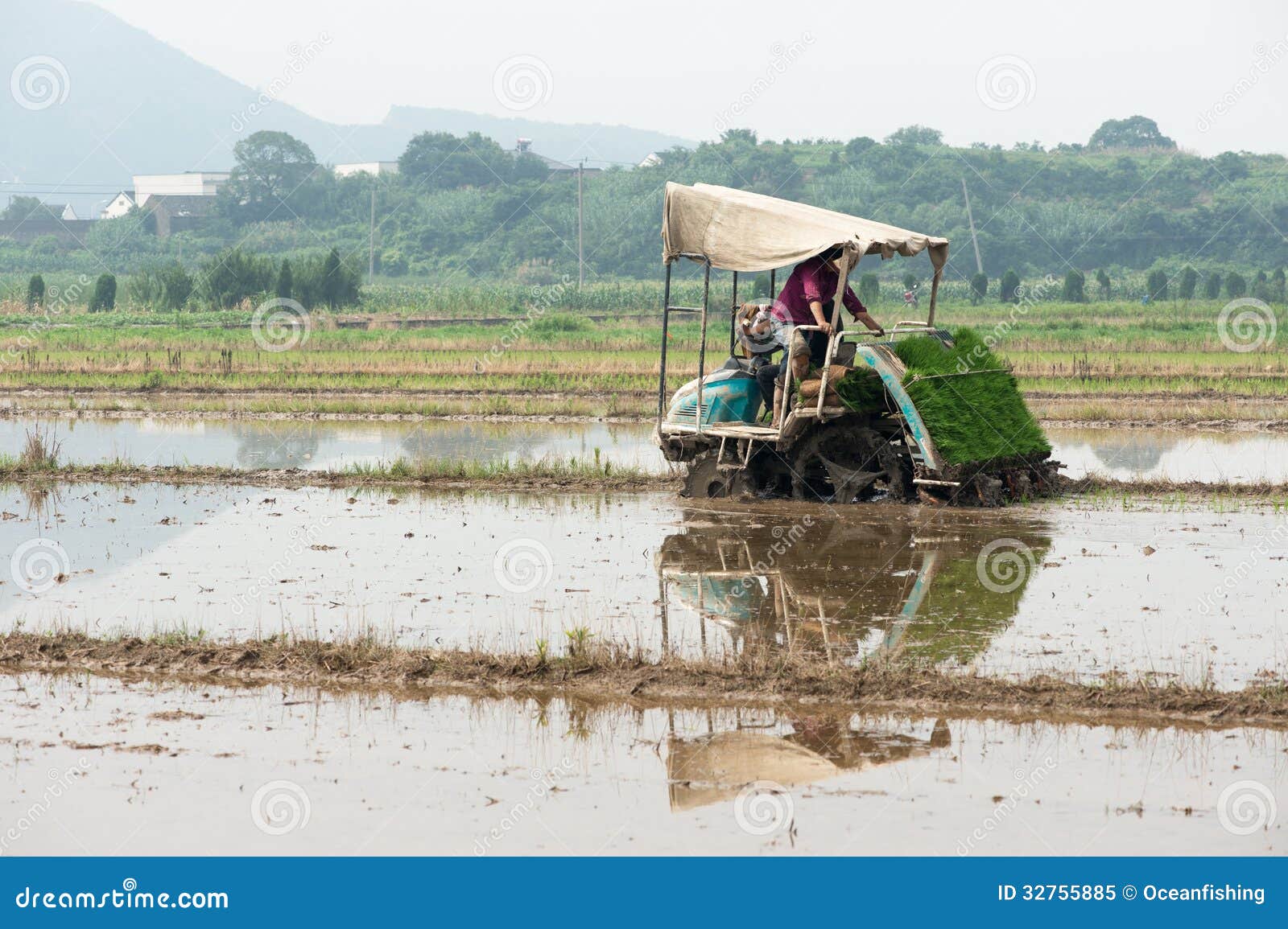 The Rice Planter editorial image. Image of growth, outdoors 32755885