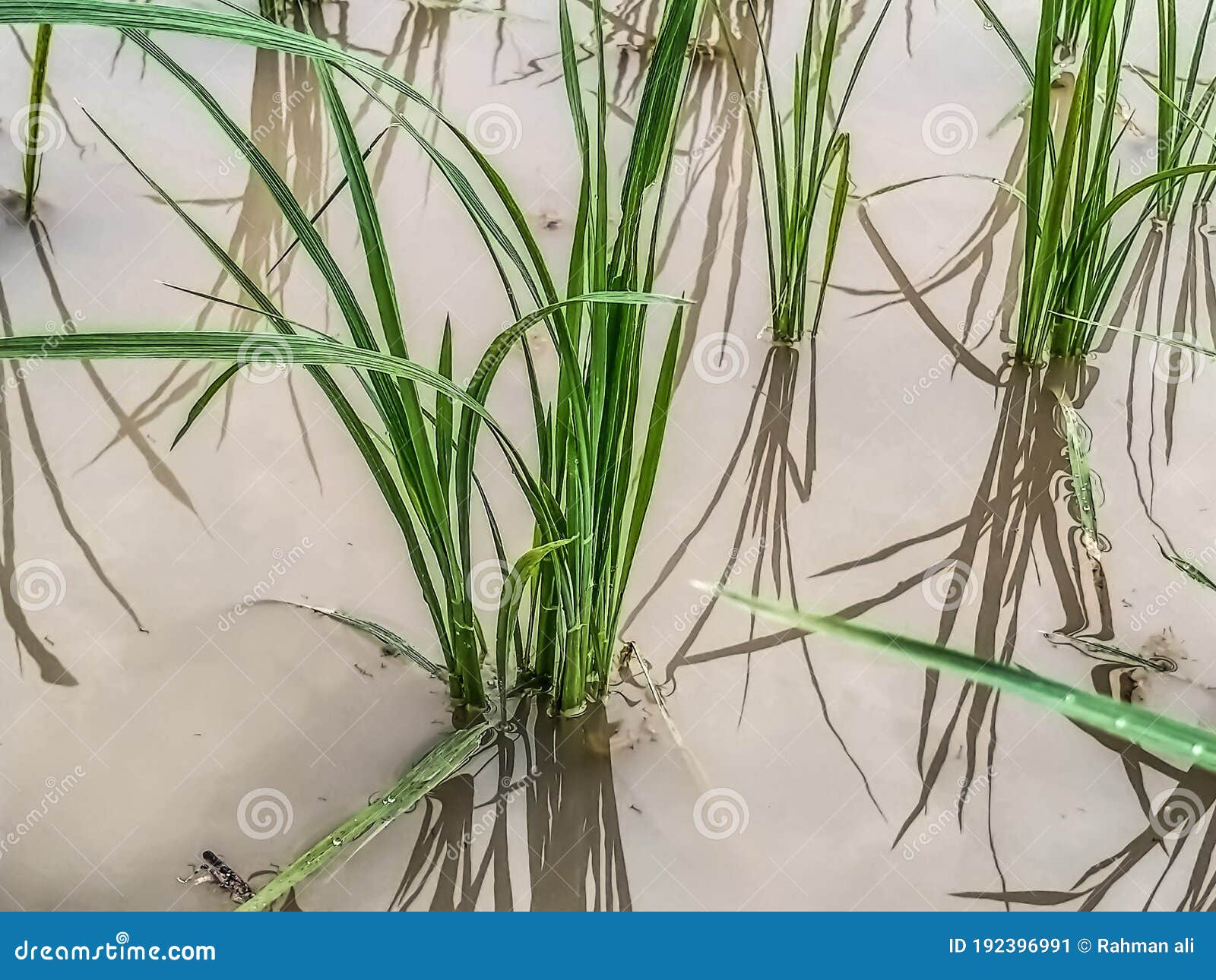 Rice Plants Consumes Much Water. Stock Image Image of flower