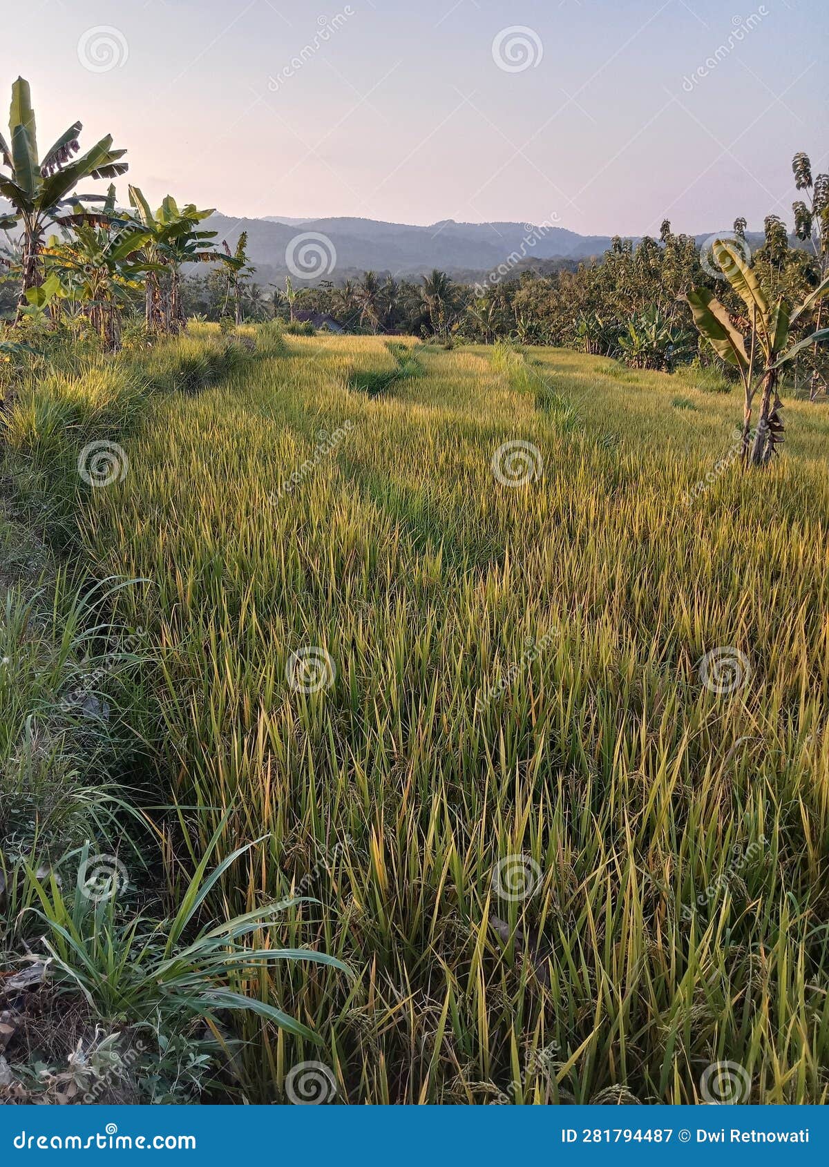 Rice Plants that Have Turned Yellow are Ready To Harvest Stock Image
