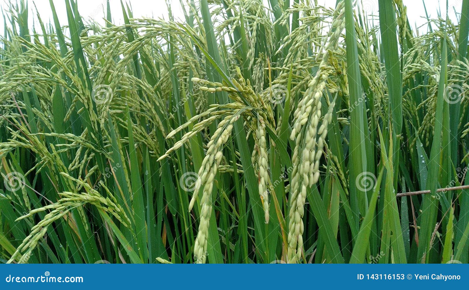 The Rice Plants in the Rice Fields Begin To Turn Yellow Stock Image