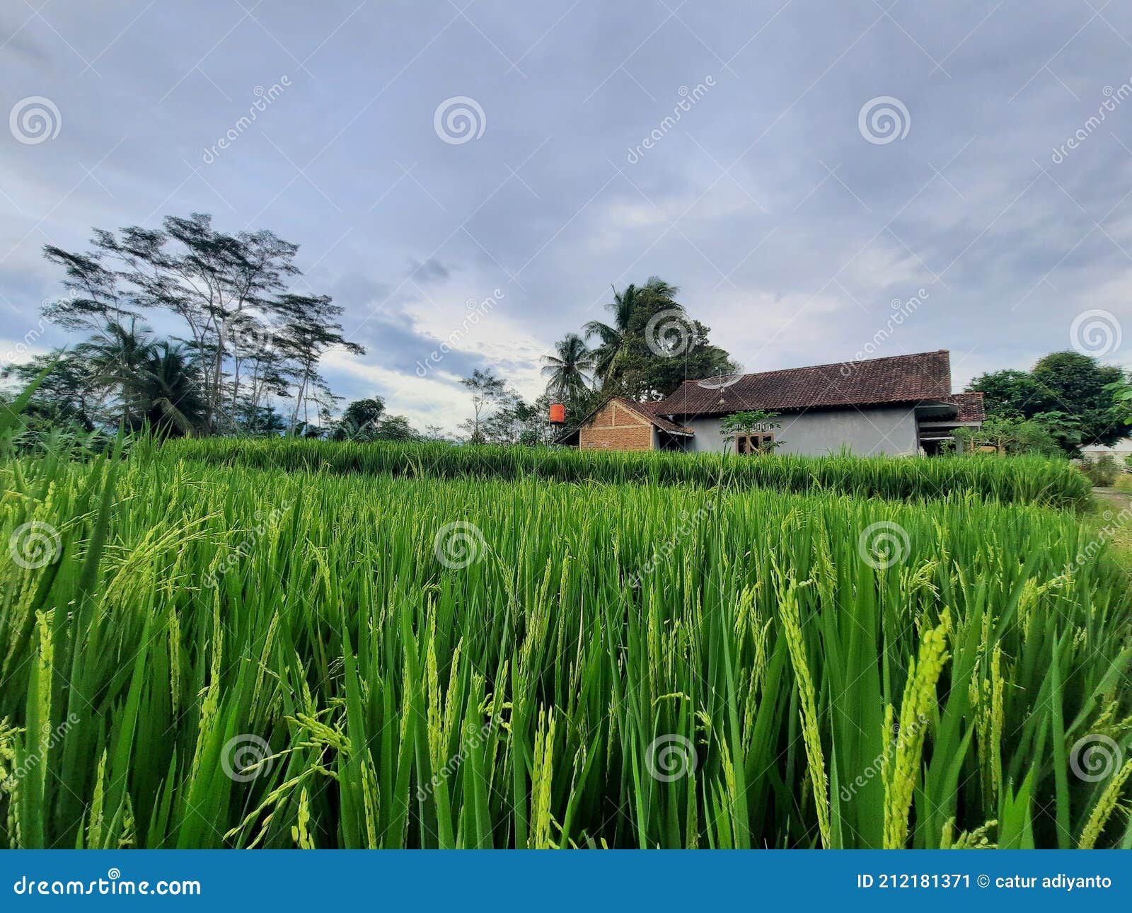 Rice Plants are Starting To Turn Yellow Stock Image Image of field