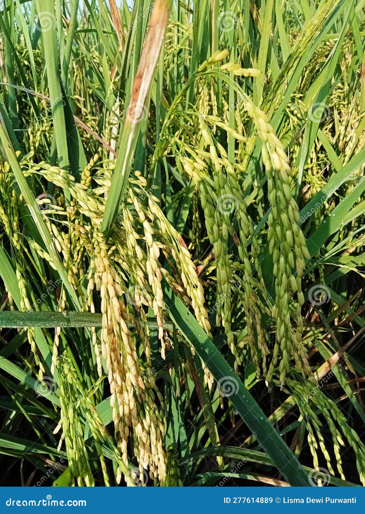 Rice Plants Starting To Turn Yellow Stock Image Image of rice, turn