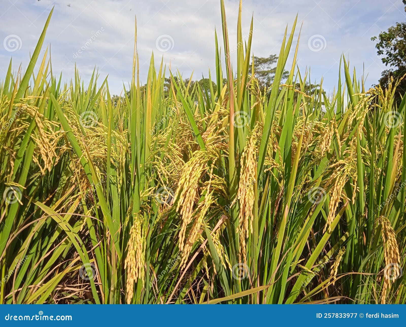 Rice that Has Turned Yellow and is Ready for Harvest Stock Image