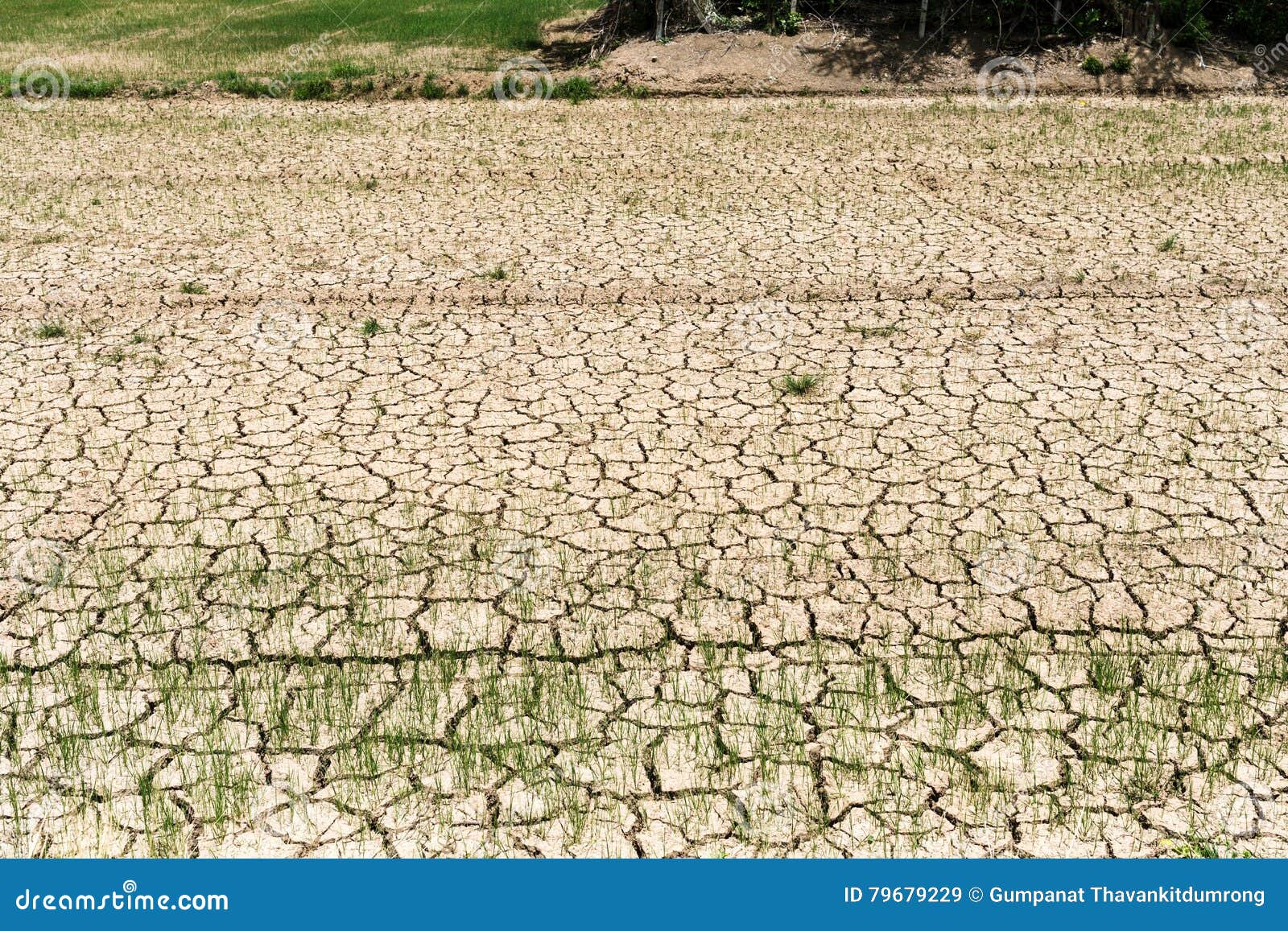 Rice Seedlings Growing on the Barren Fields. Stock Image Image of