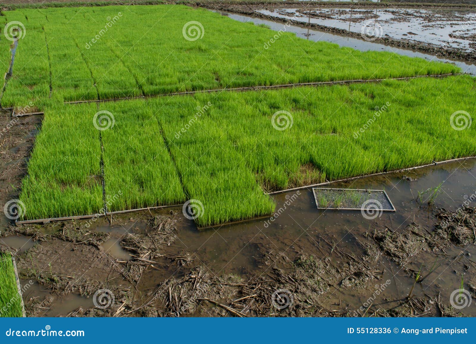 Rice Seedlings Nursery Trays Stock Photos Free & RoyaltyFree Stock