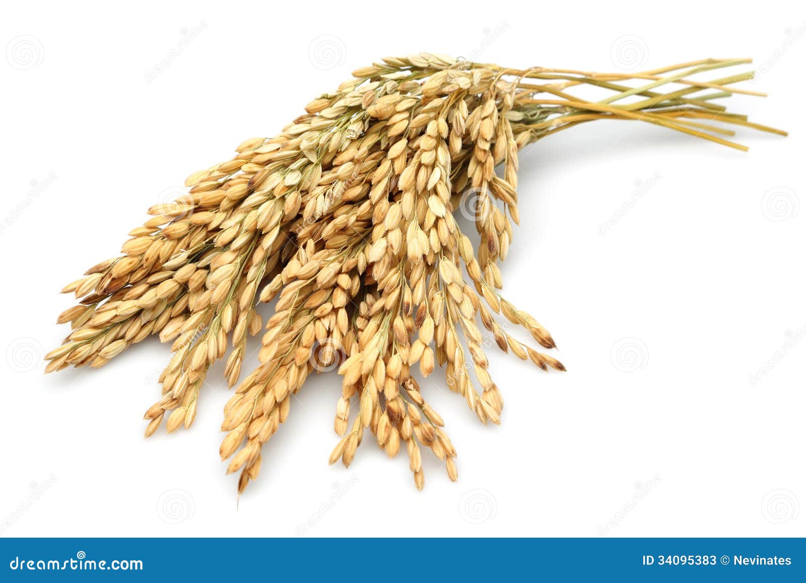 rice stalks