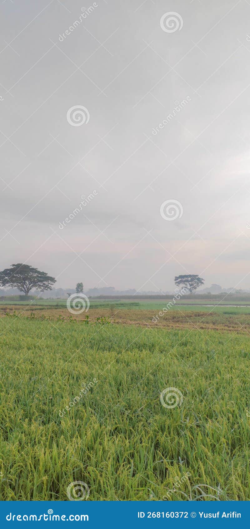 Rice that Start To Turn Yellow in the Field Stock Photo Image of