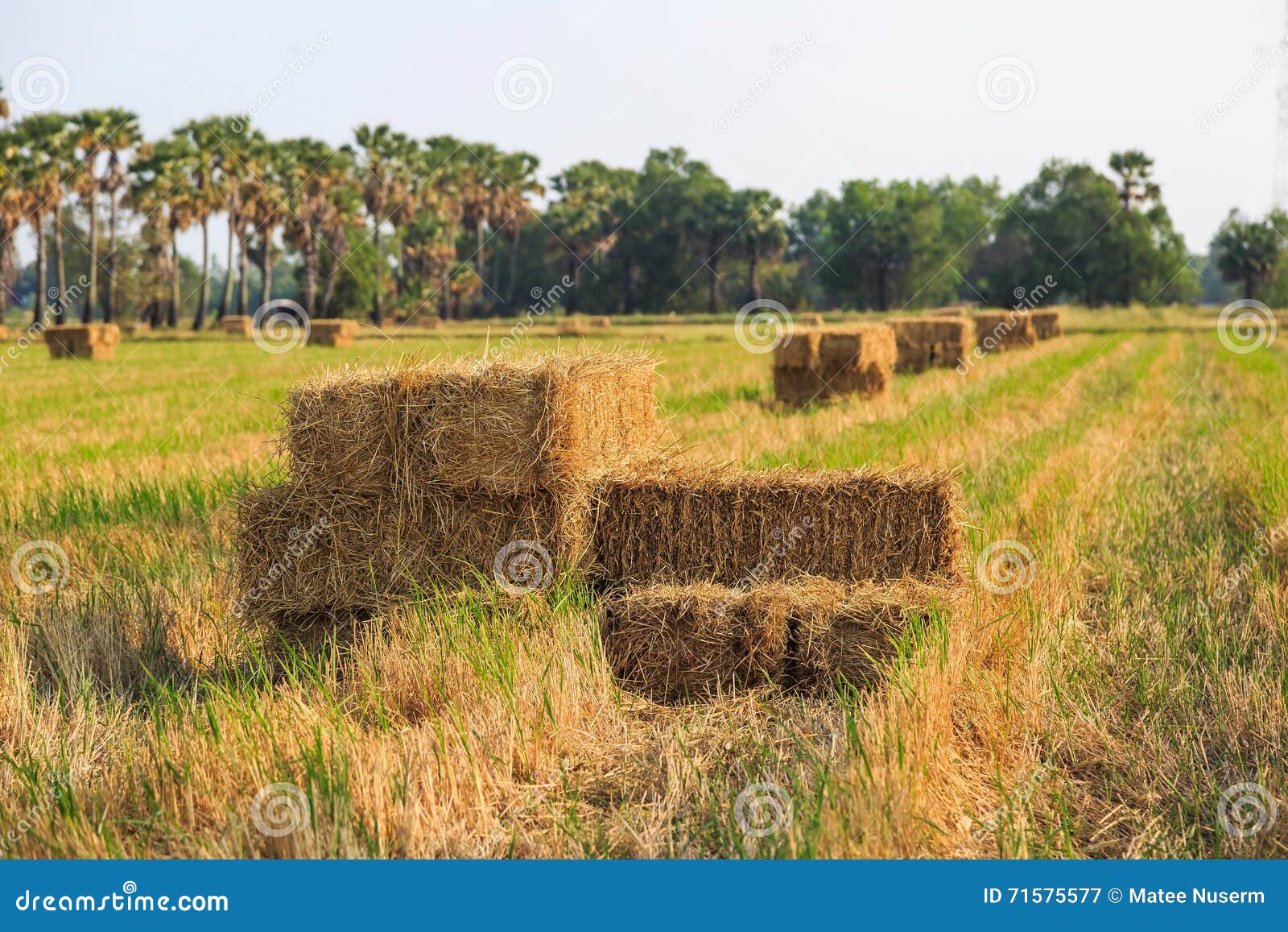 Rice straw bale stock image. Image of farm, paddy, nature 71575577