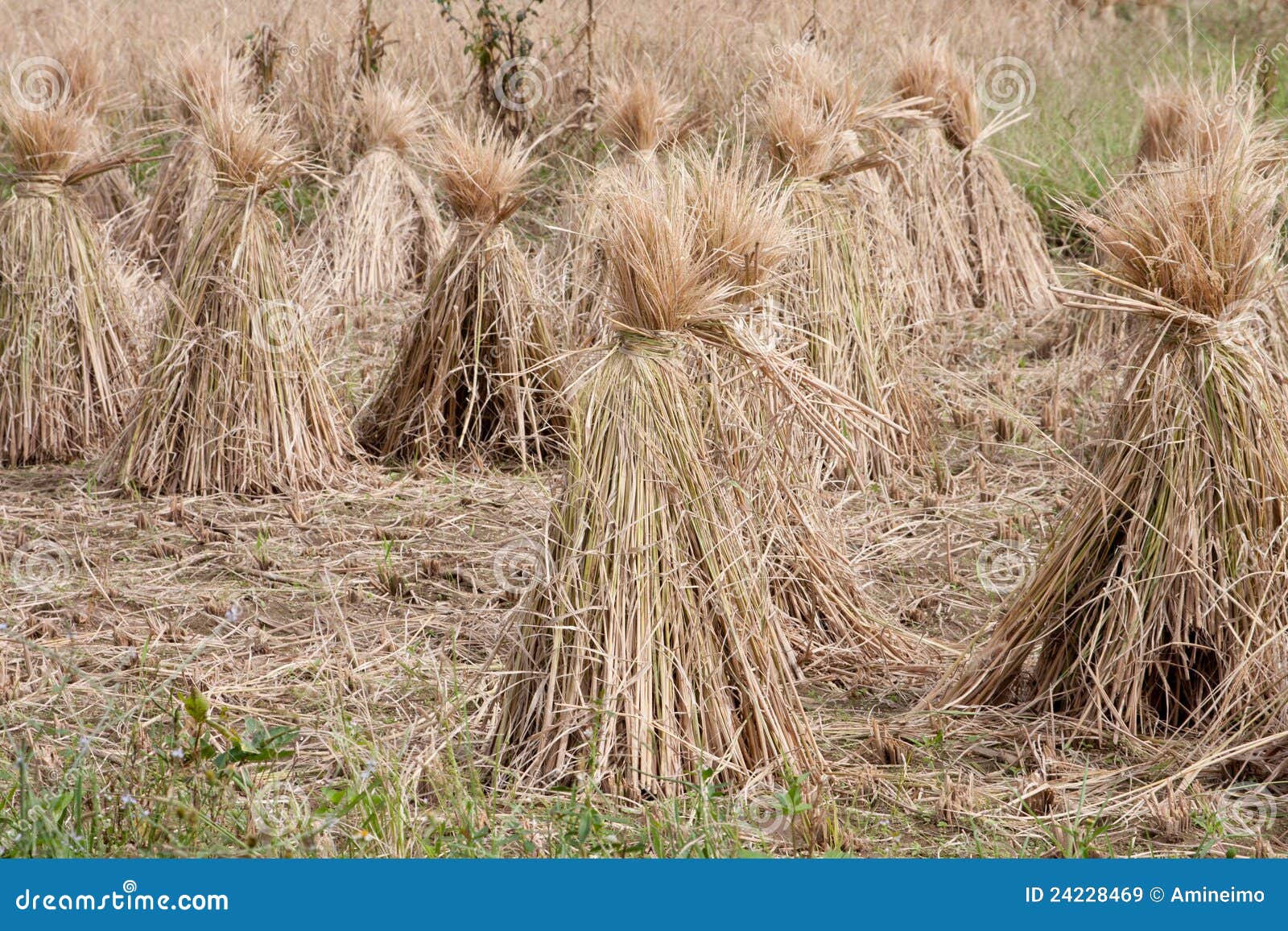 Rice straw filed stock image. Image of agriculture, asia 24228469