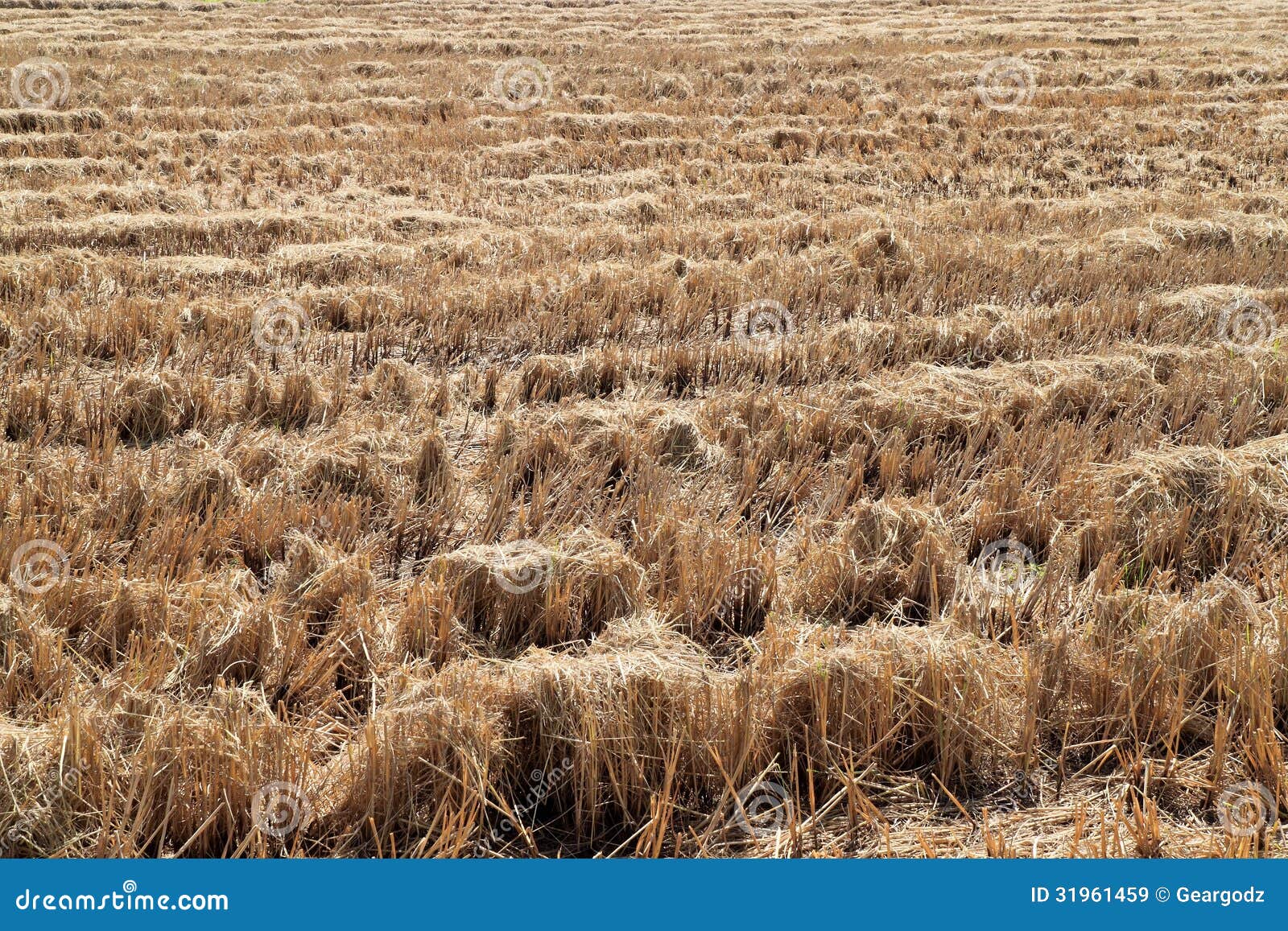 rice straw filed