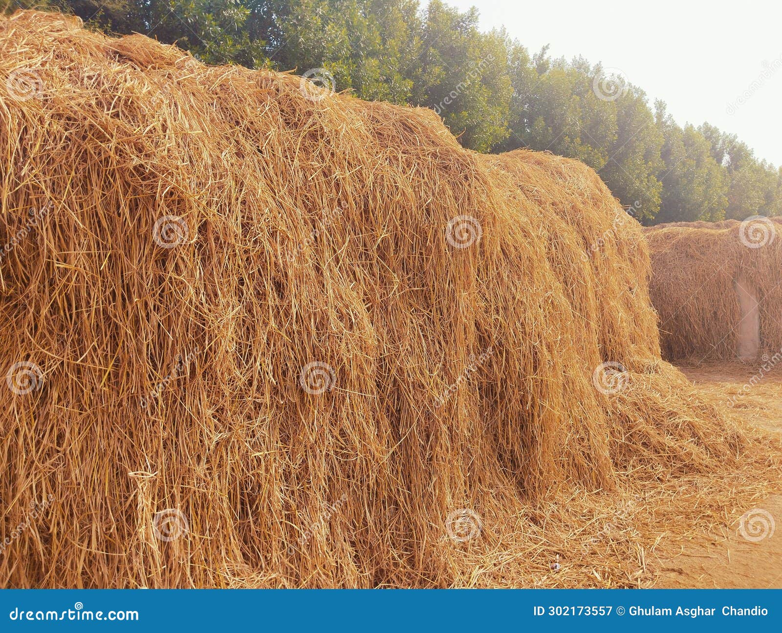 rice straw heap dried paddy hay piles cattle livestock food la paille deriz, paja de arroz, palha de arroz photo