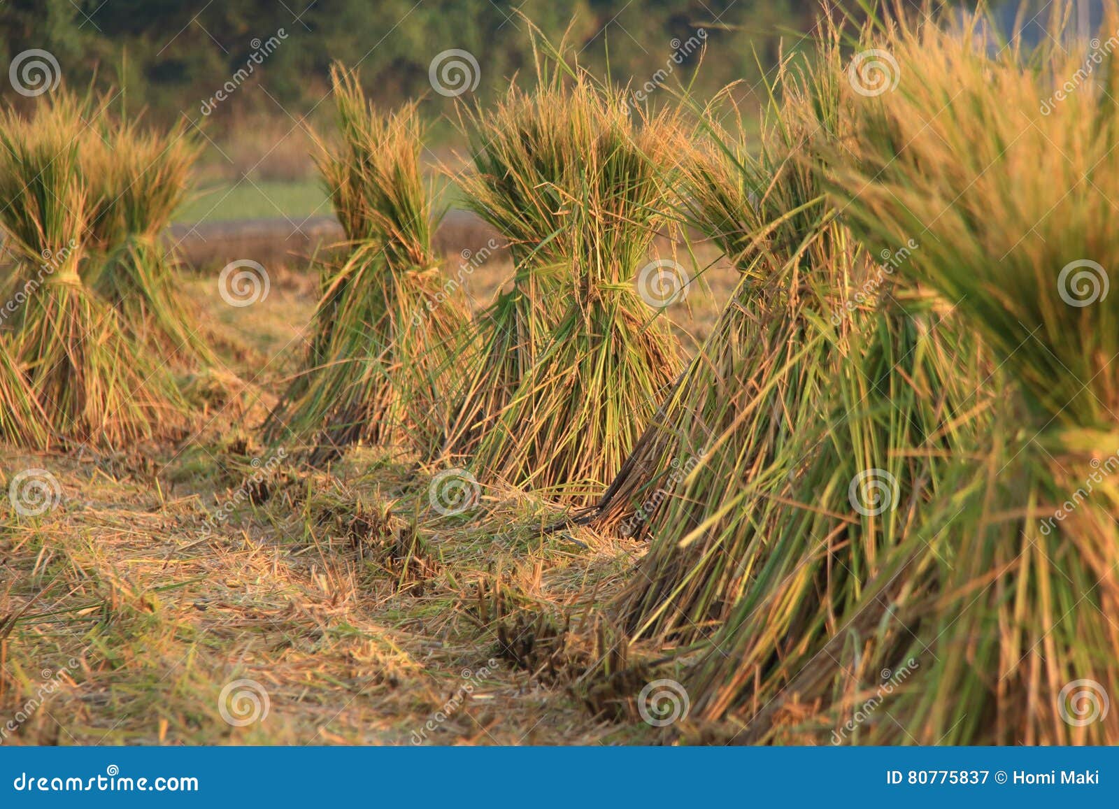 Rice straw stock image. Image of japan, food, culture 80775837