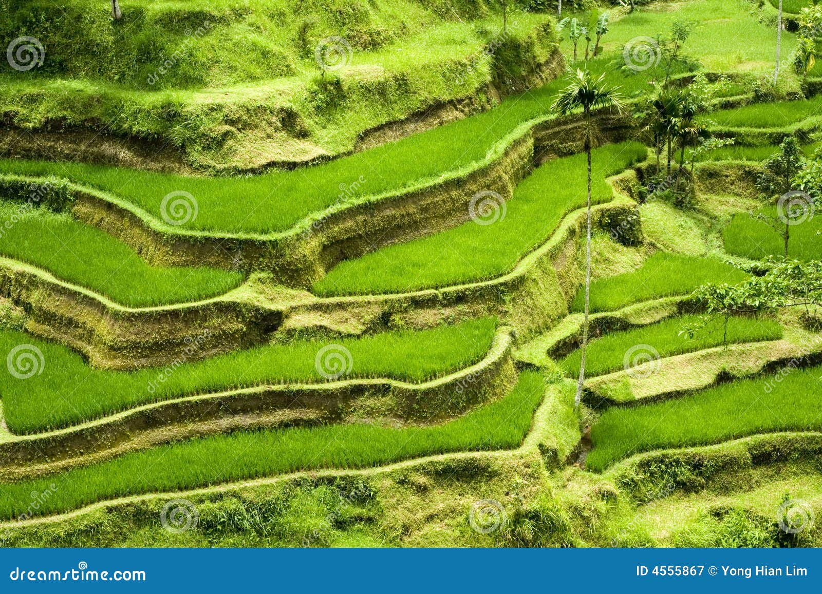 rice terrace in bali