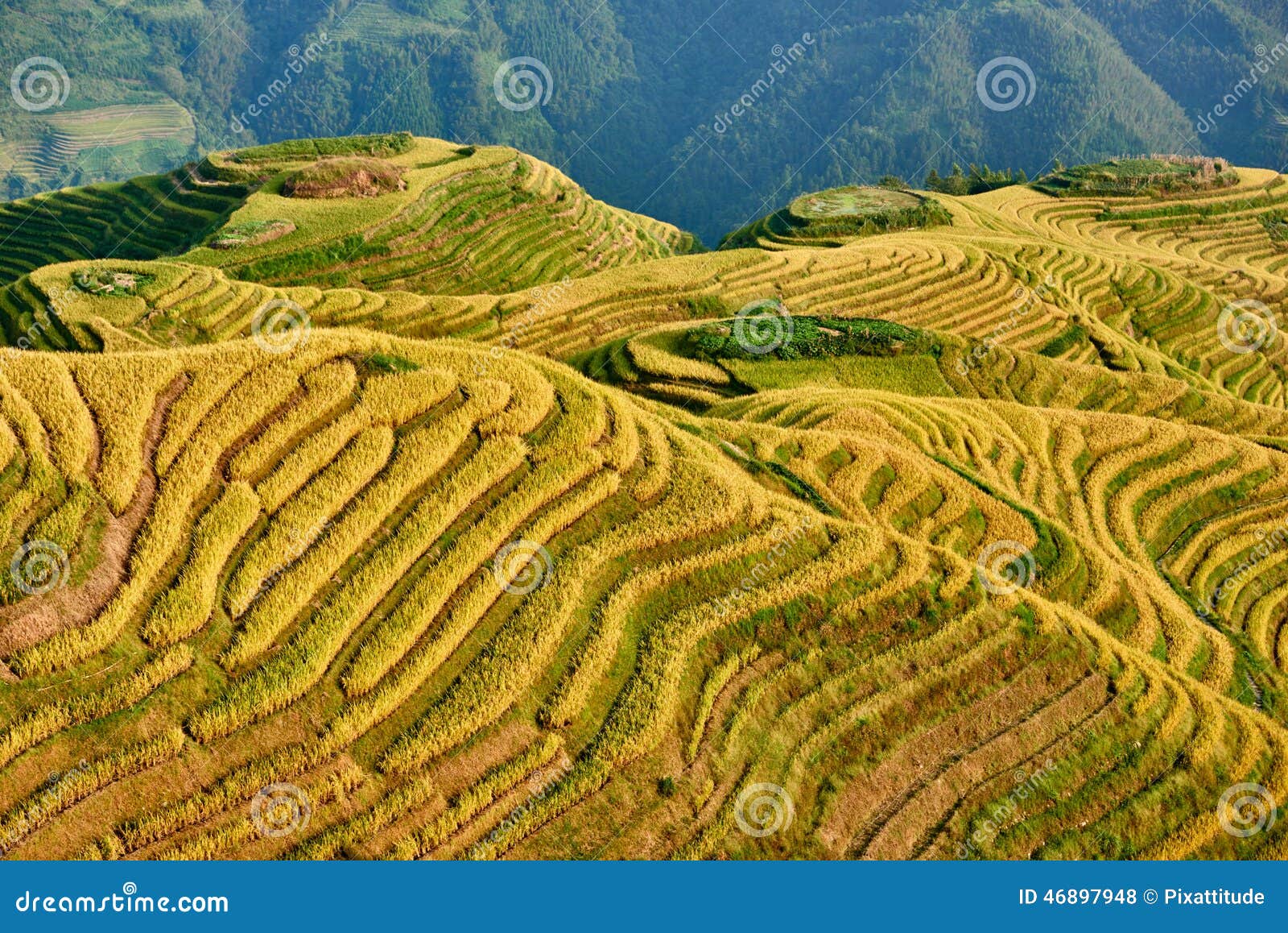 rice terraced fields wengjia longji longsheng hunan china