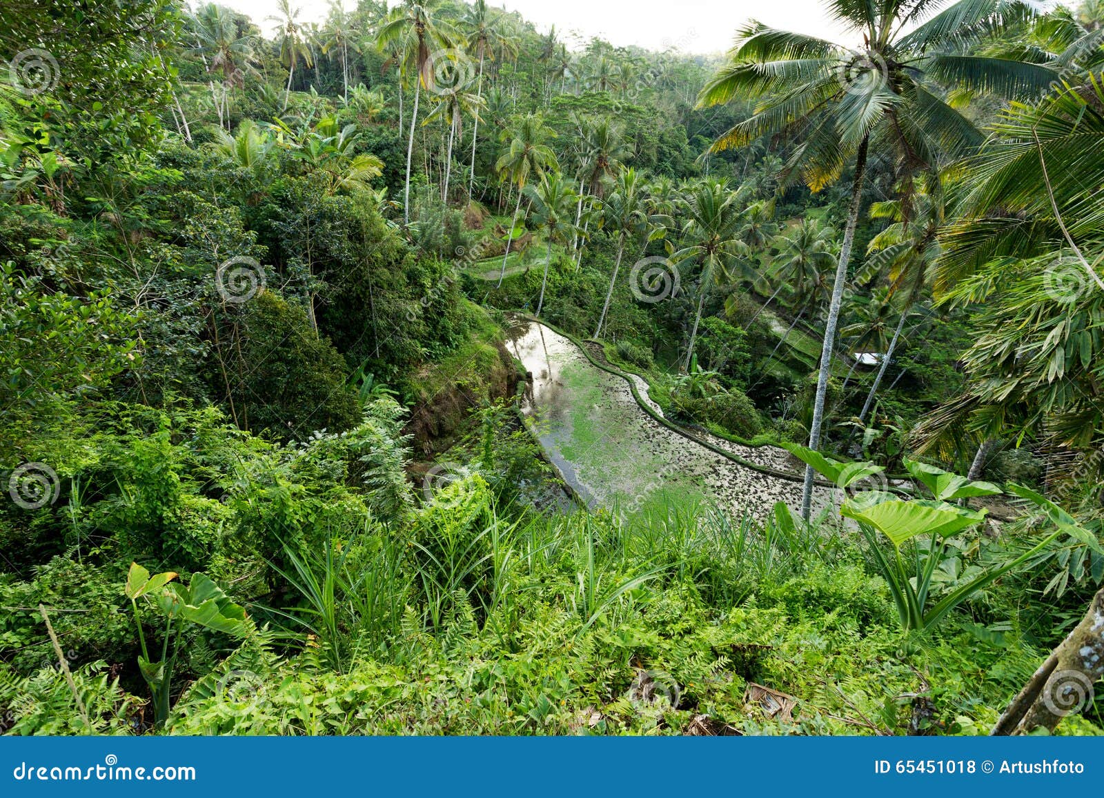 Beautiful Rice terraced paddy fields in Gunung Kawi Bali, Indonesia