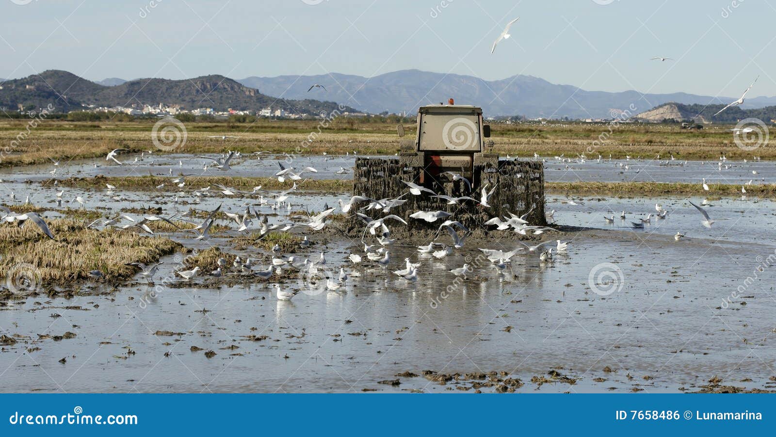 Rice Tractor, Wet Rice Fields and Seagulls Stock Photo Image of