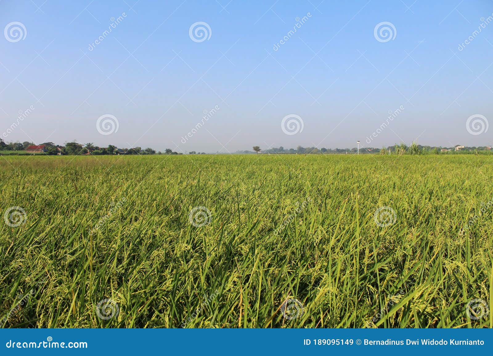 rice wallpaper will be harvested