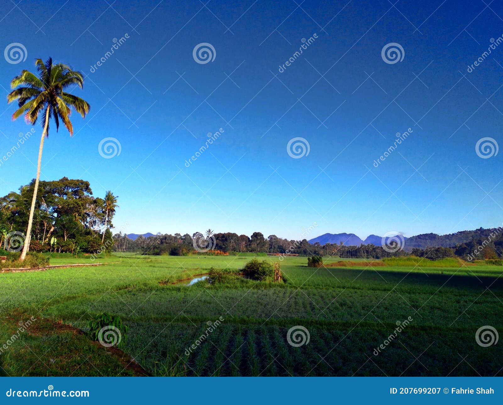 ricefield in the middle of county