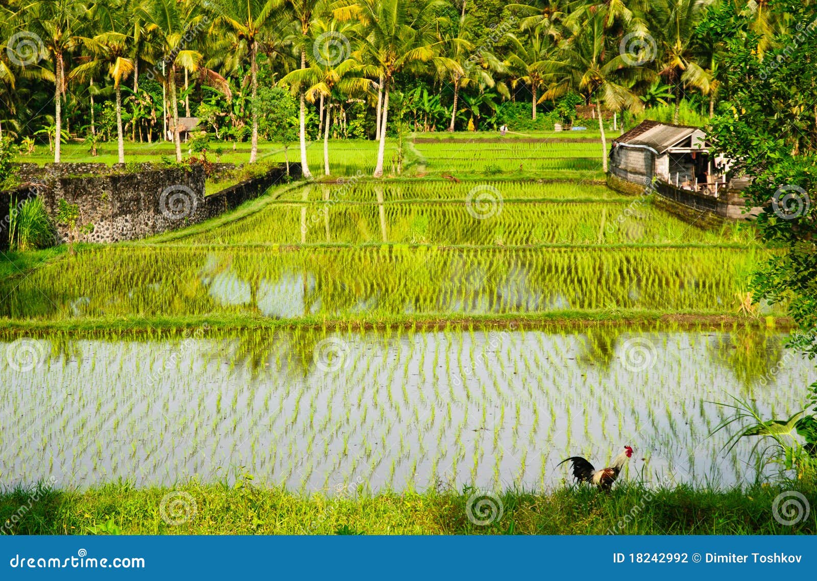 ricefields in bali