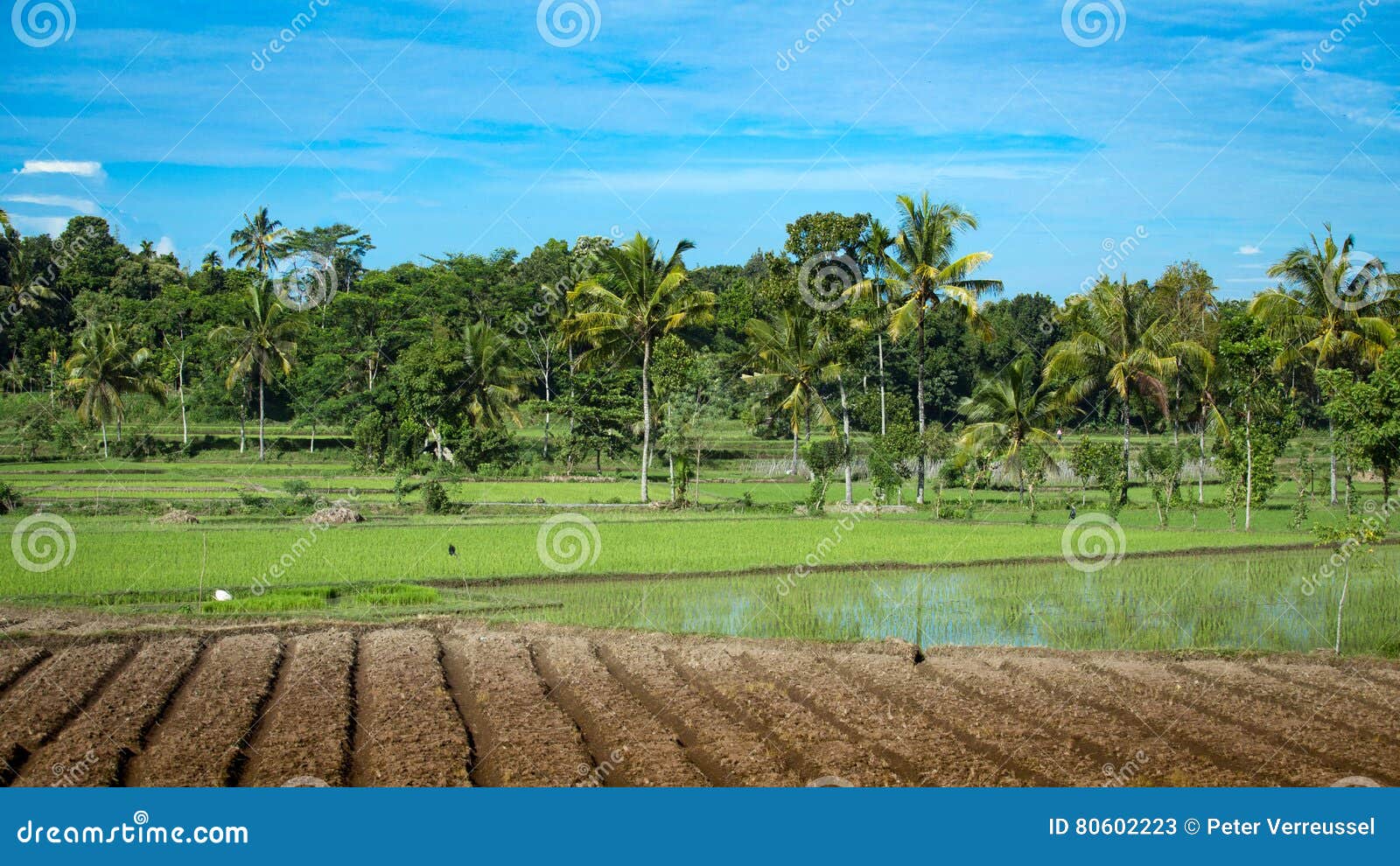 ricefields with bare ground