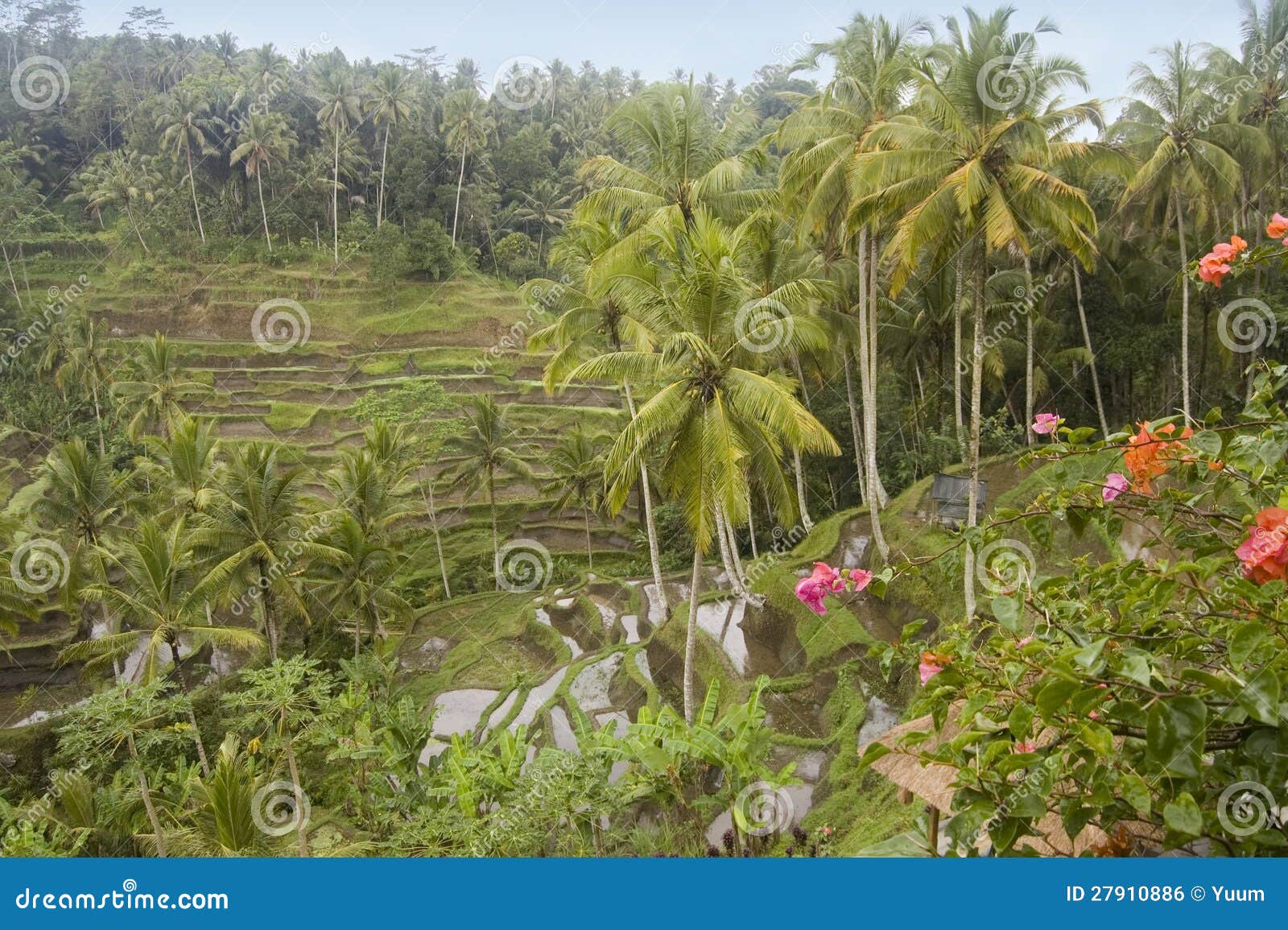 Riceterrass i Bali. Berömd riceterrass nära tirtagangga i Bali Indonesien