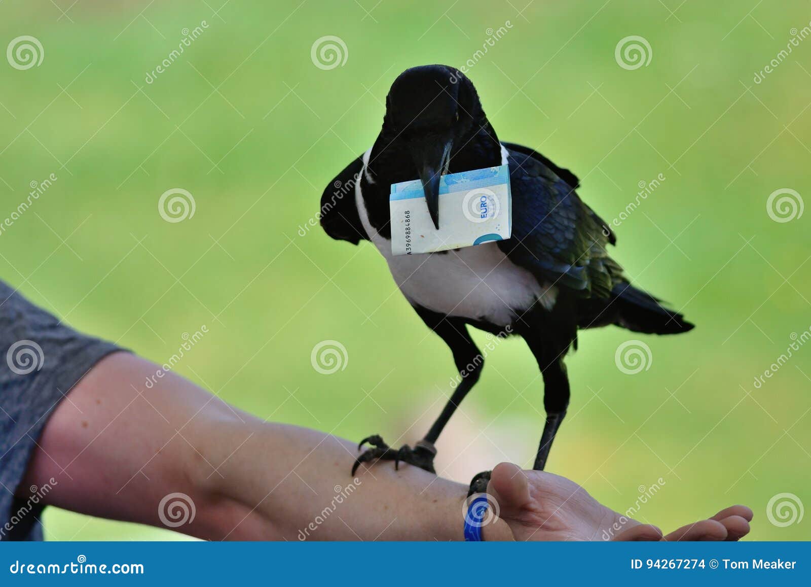 Rich bird stock photo. Image of money, bird, perched 94267274