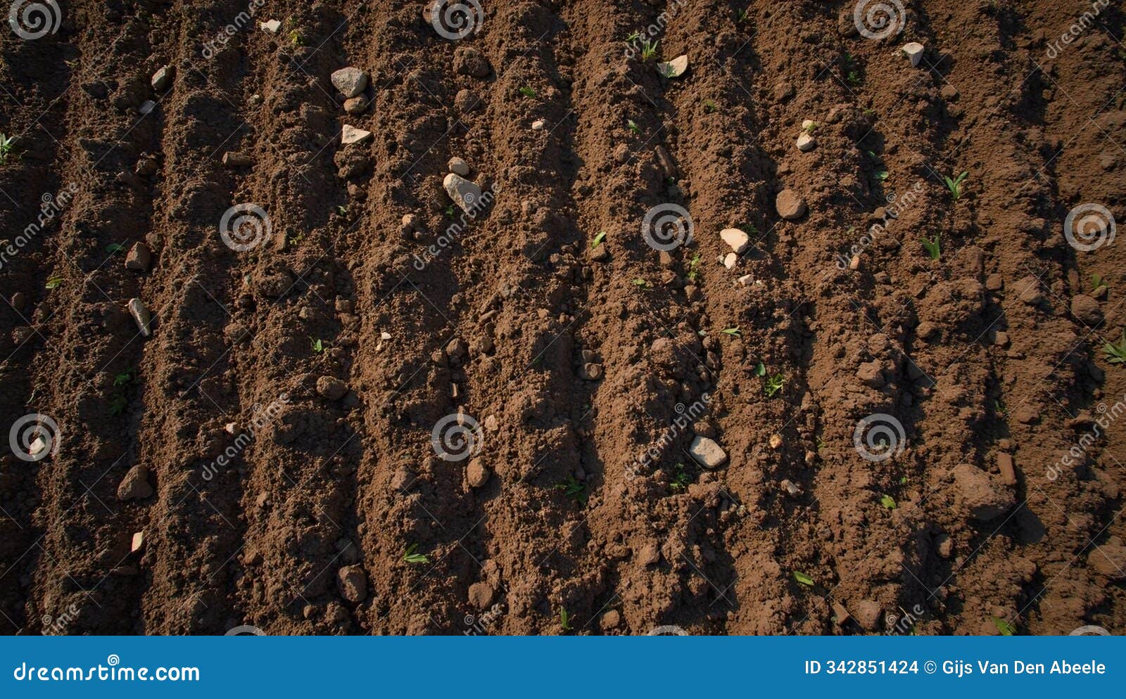 rich brown plowed field with neat rows clumpy moist soil stones and plant matter