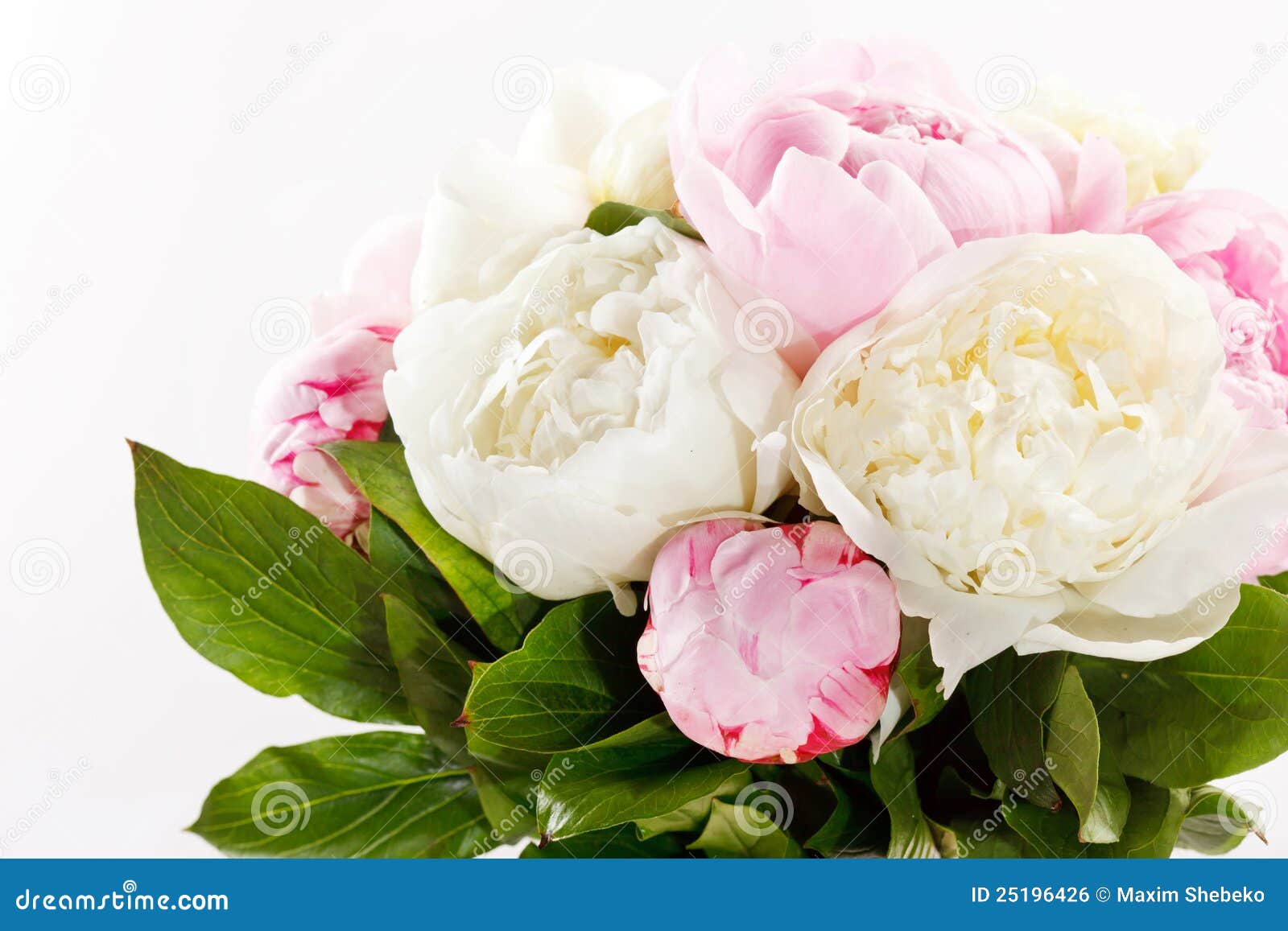 Rich bunch of peonies stock photo. Image of cream, petal 25196426
