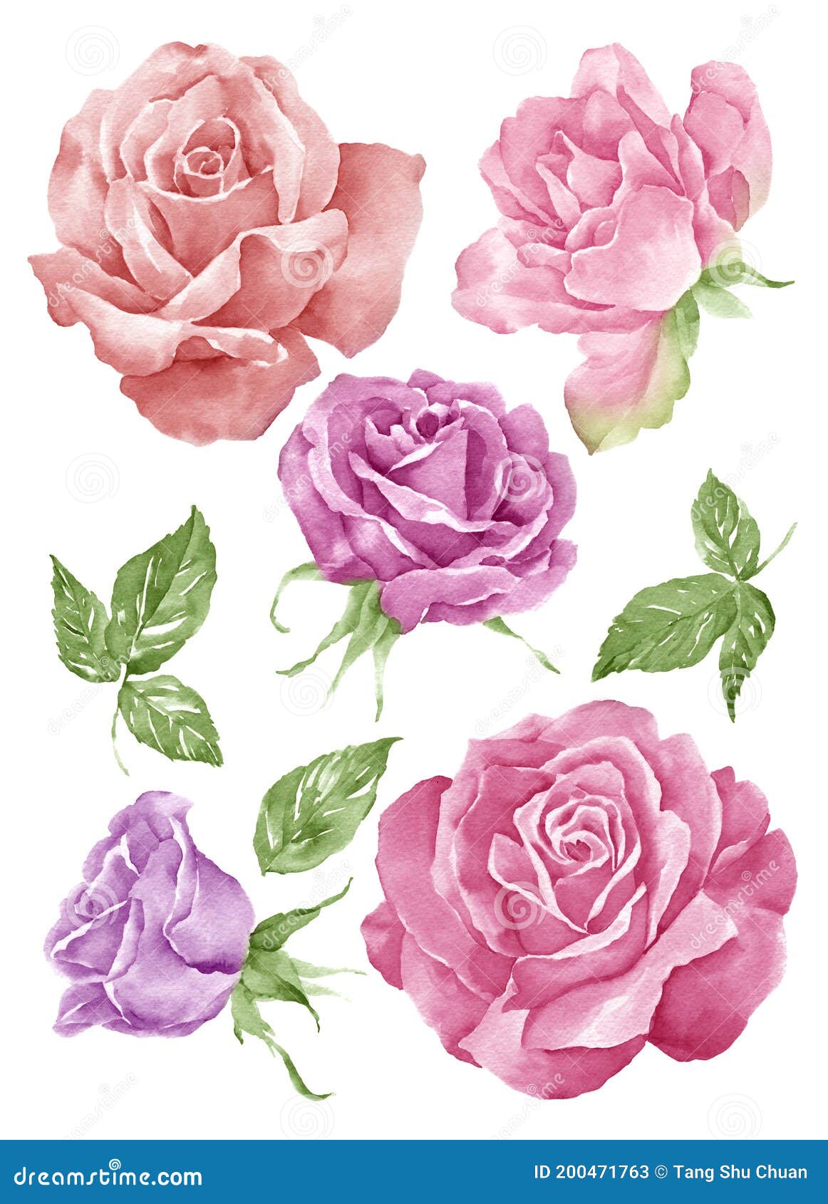 Watercolor Illustration Flower Set in Simple White Background Stock ...