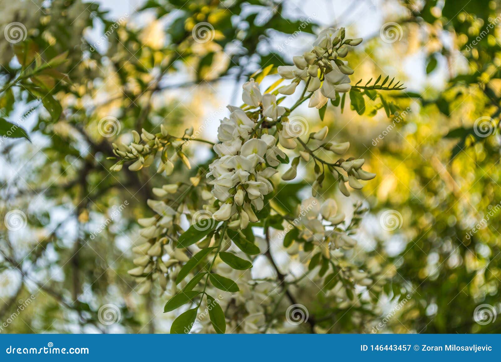 Rich Flowers Acacia Robinia Pseudoacacia Black Locust Stock Image Image Of False Blooming Rich Flowers Acacia Robinia Pseudoacacia Black Locust Stock Image Image Of False Blooming