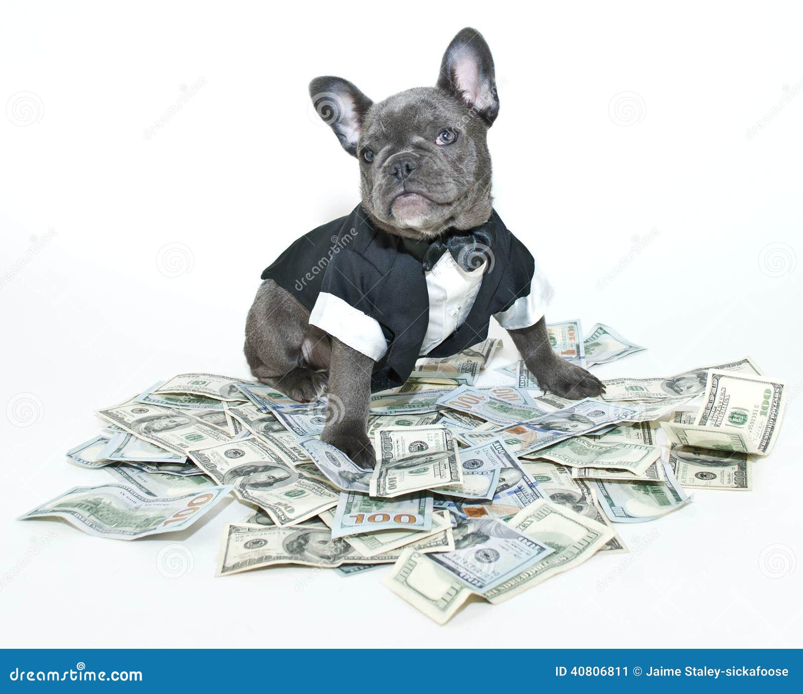 Rich Frenchbulldog stock image. Image of greed, proud - 40806811