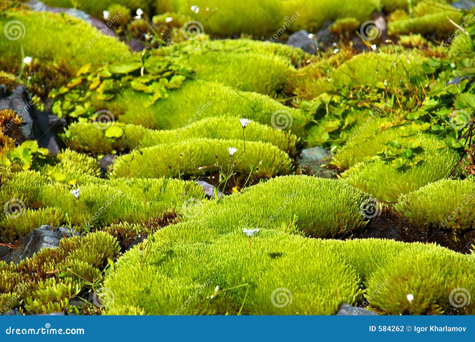 Rich Green Moss and Small White Flowers. Stock Photo Image of rich