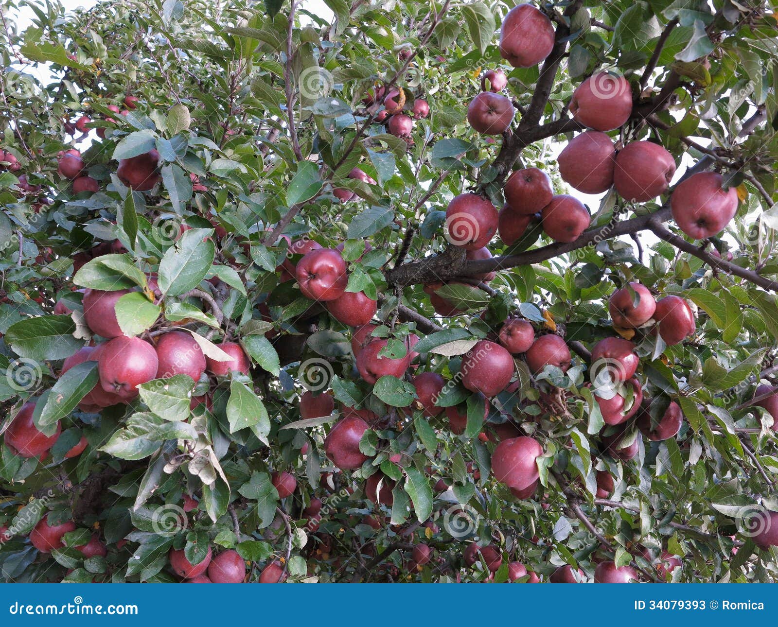 Rich Harvest of Juicy Red Apples on Tree Branch Stock Image Image of