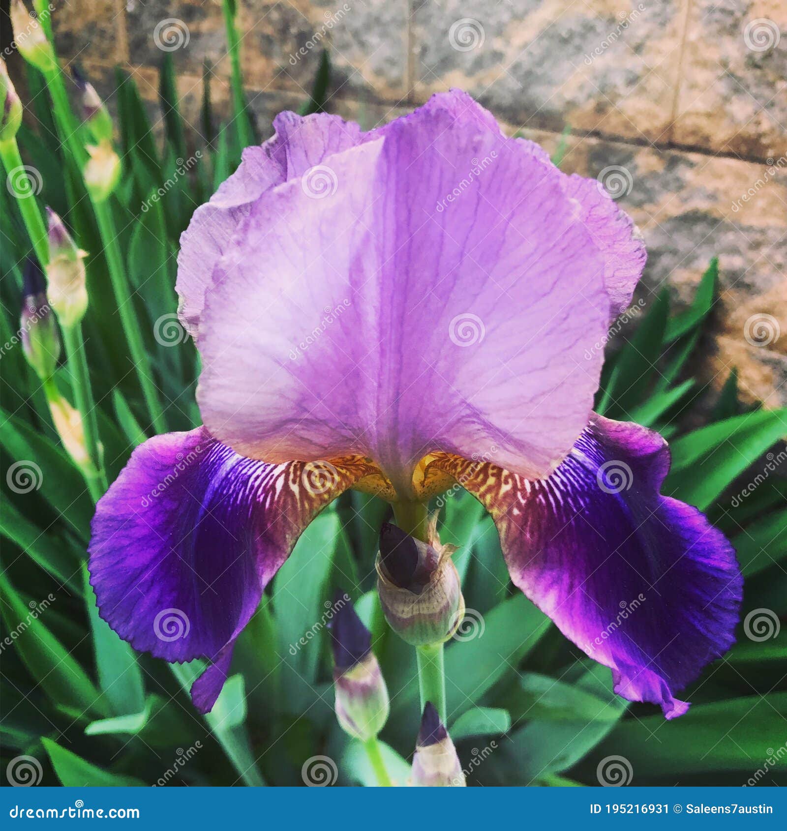 My Image 11