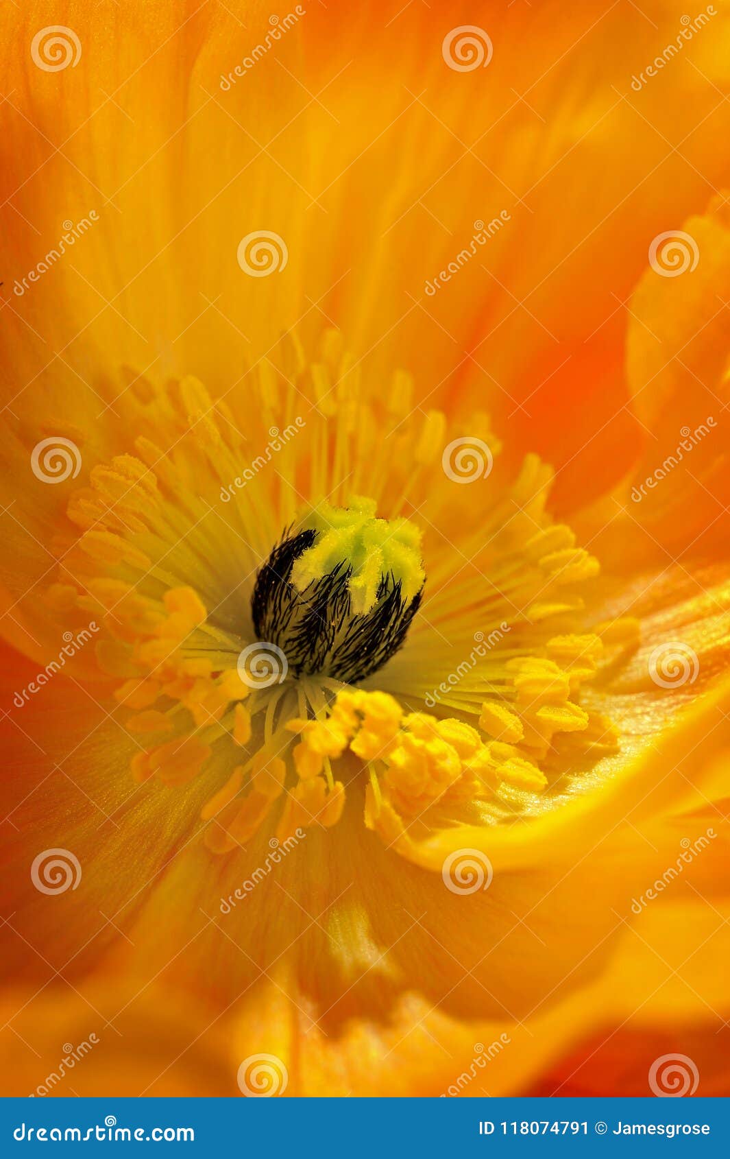 poppy flower in full bloom