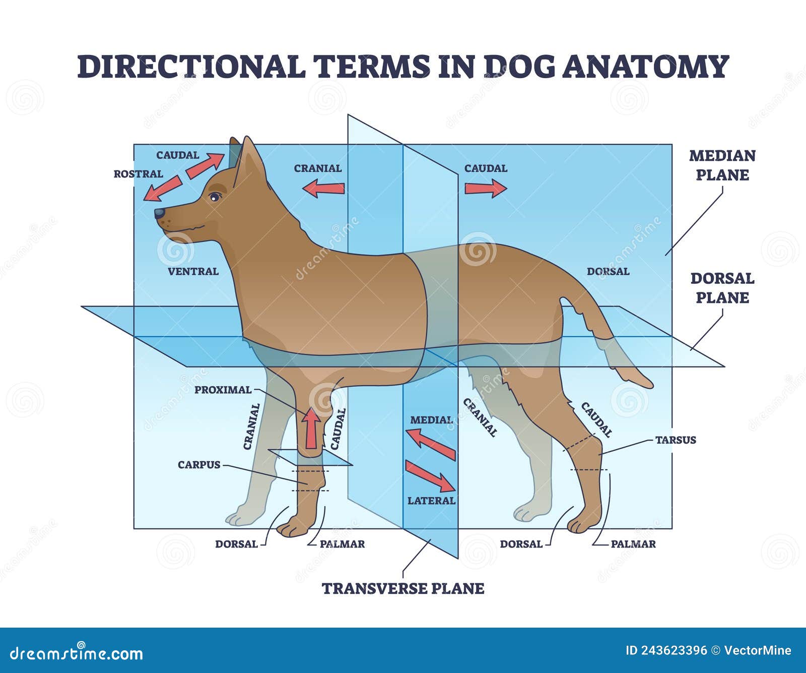 Richtingaanduidingen Voor Anatomie Van Honden Met Schets Van De Divisie Van  De Dierenzijden Vector Illustratie - Illustration Of Hond, Biologie:  243623396