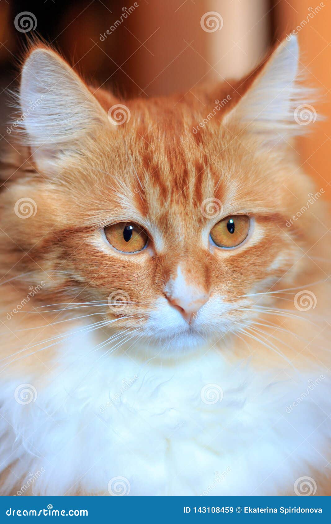 Cute red cat stock image. Image of kitty, animal, home 143108459