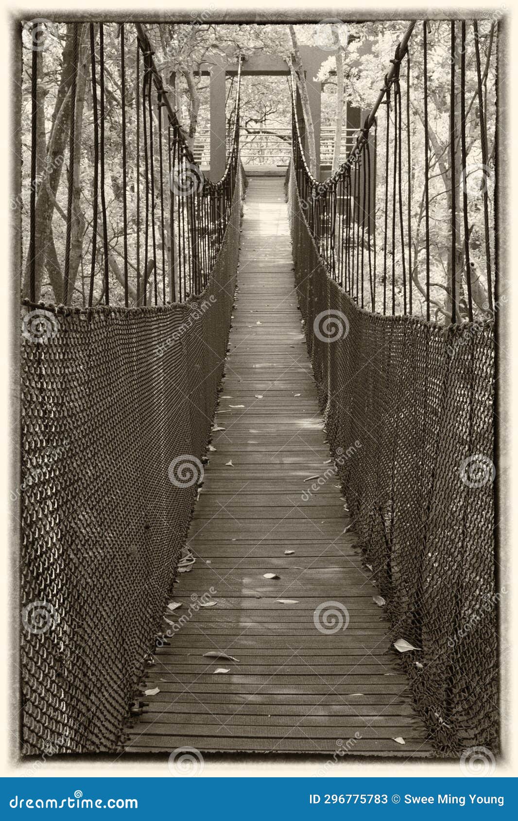 The Rickety Rope Bridge at the Mangrove Forest with White Collage Border.  Stock Image - Image of trail, link: 296775783