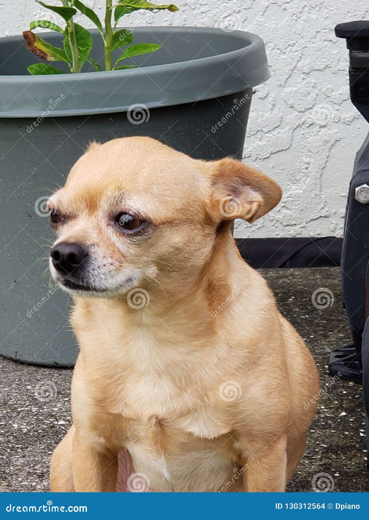 ricky hanging out looking too cool for a chihuahua