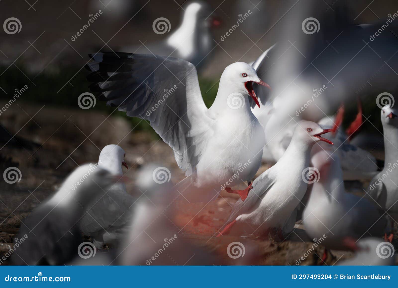 rid billed gulls on maketu spit at nesting time in bay of plenty