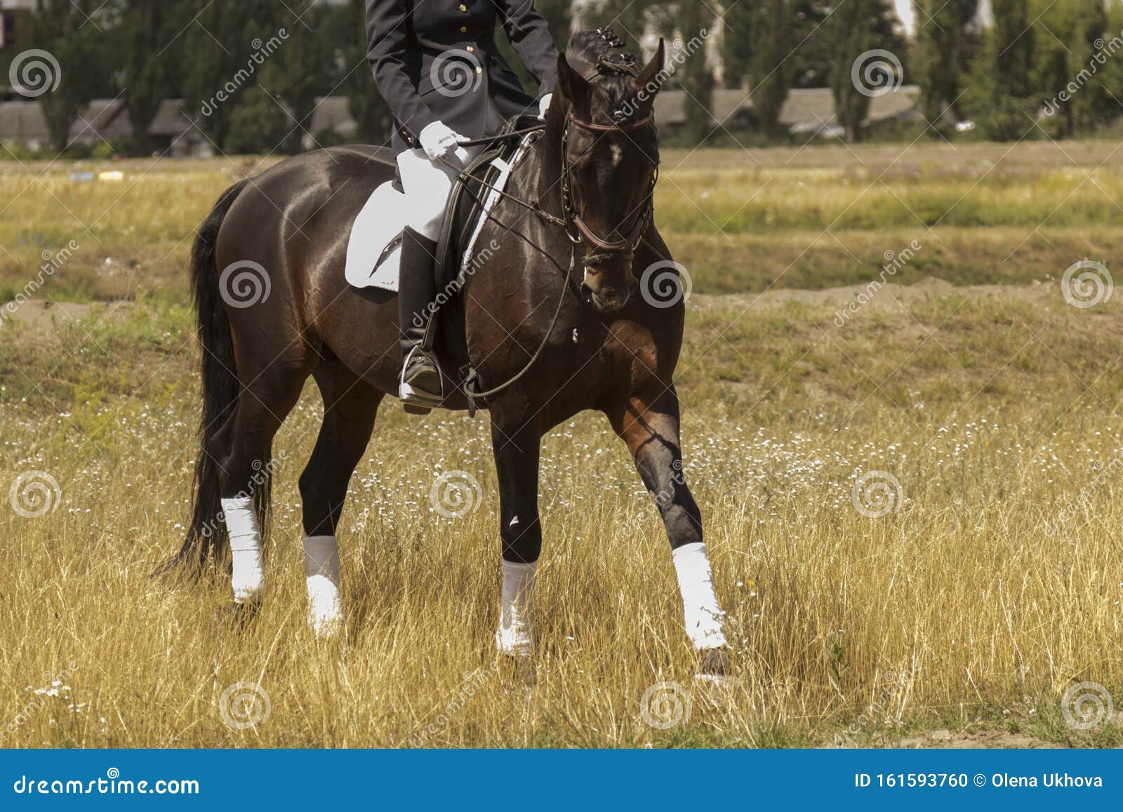 Rider in the Saddle, the Horse Walks on the Grass, Part of the Frame