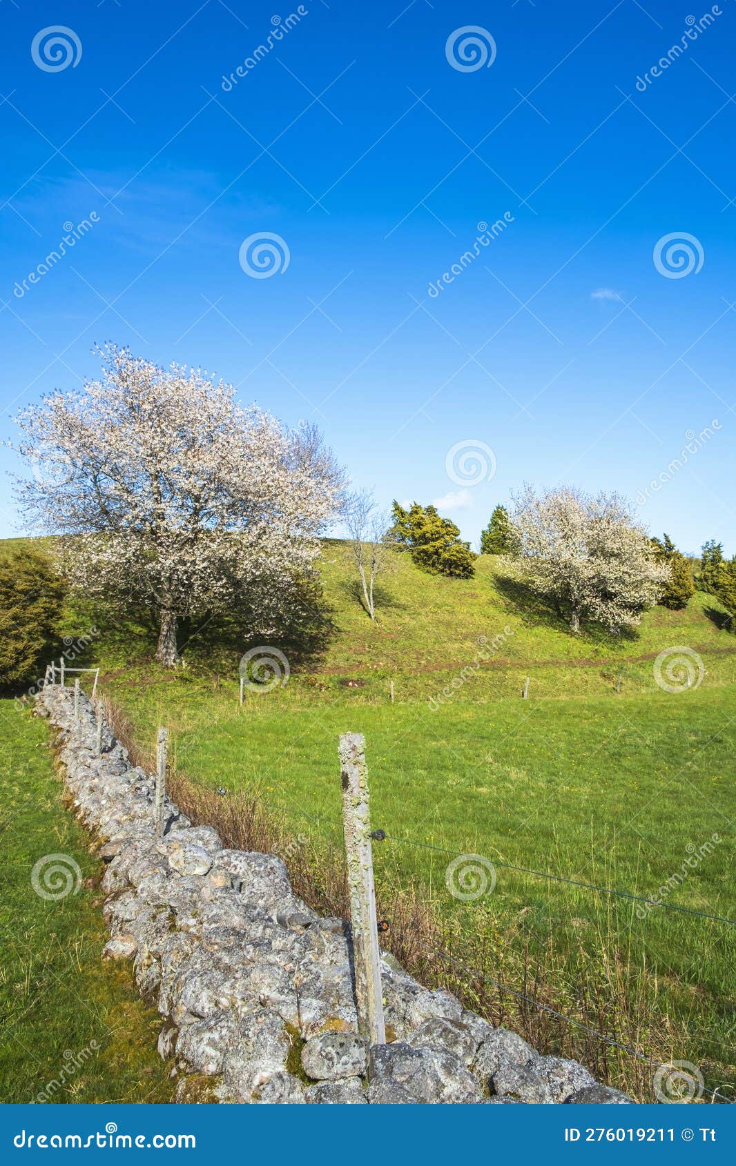 Ridge with Flowering Fruit Trees and an Old Stone Wall Stock Image Image of ridge, nature