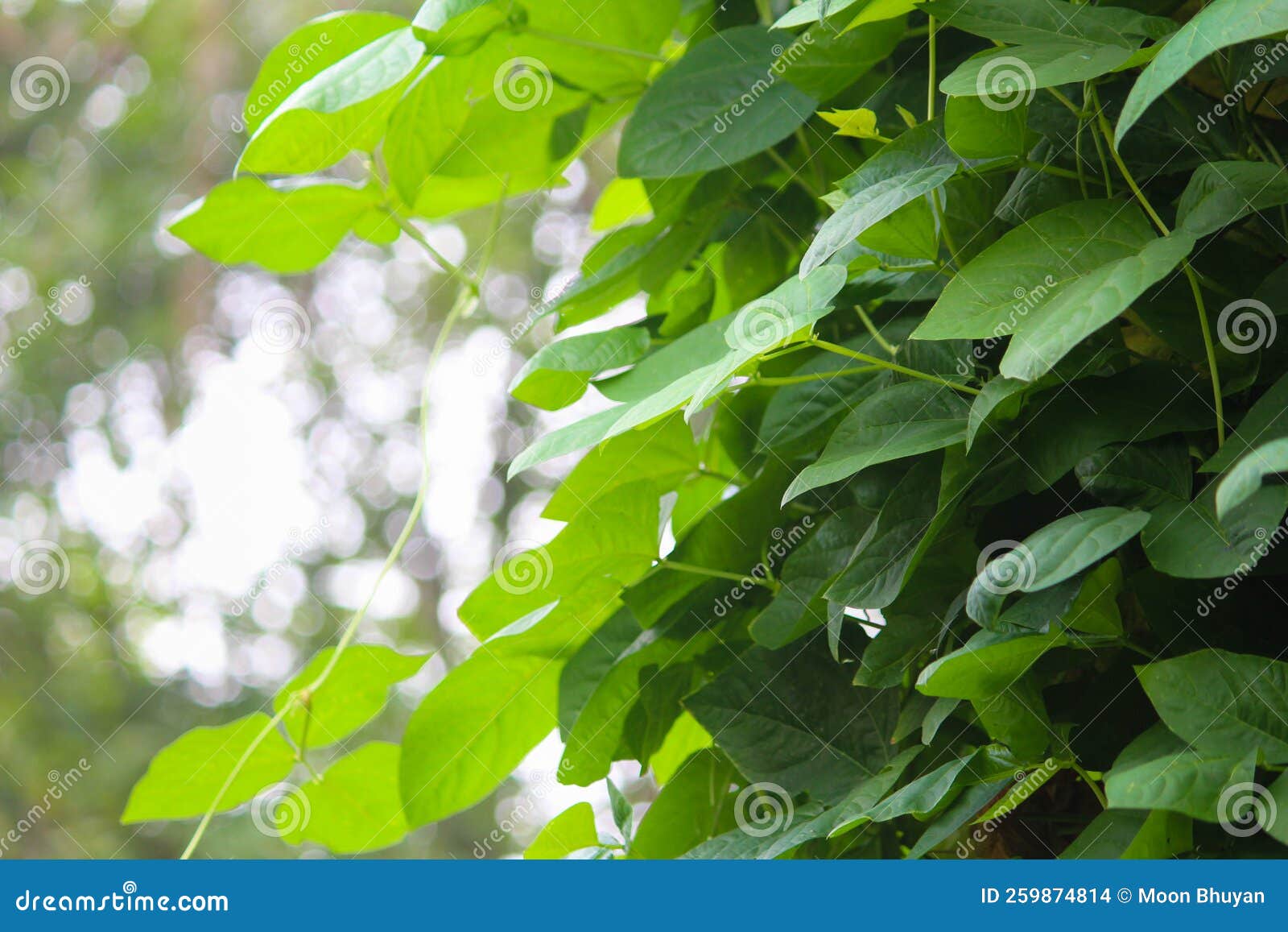 Ridge Gourd Plant Leaves Stock Photo Image Of Plant 259874814