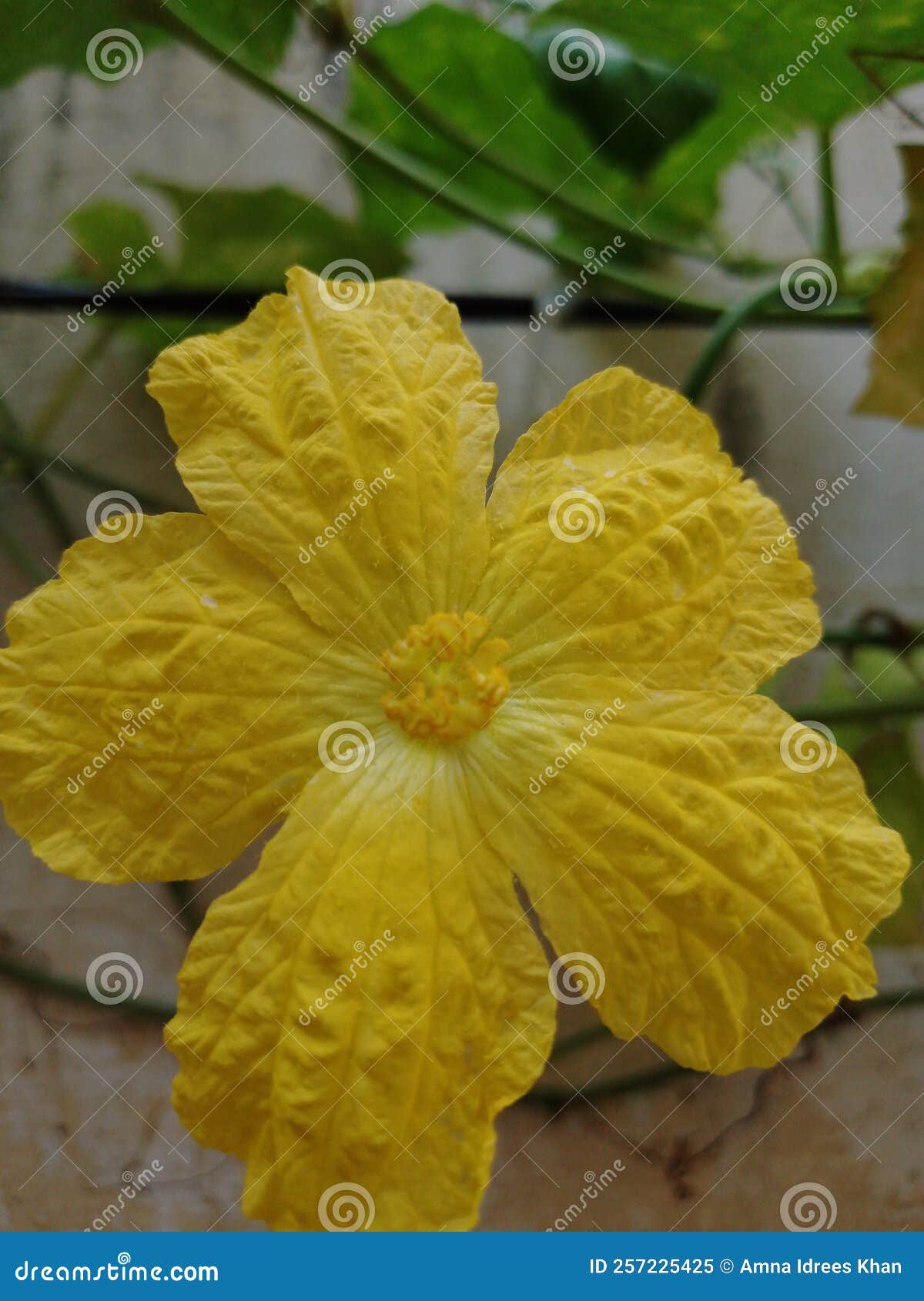 yellow ridged gourd flower