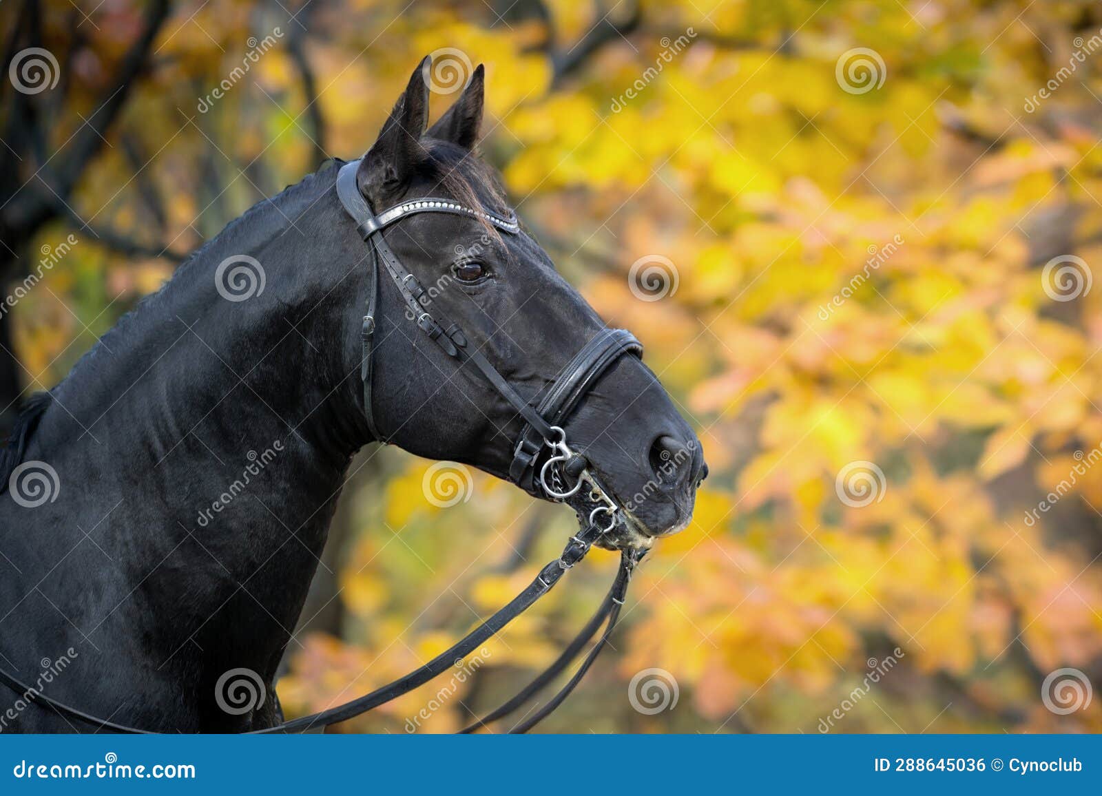Riding girl and horse stock photo. Image of black, riding 288645036